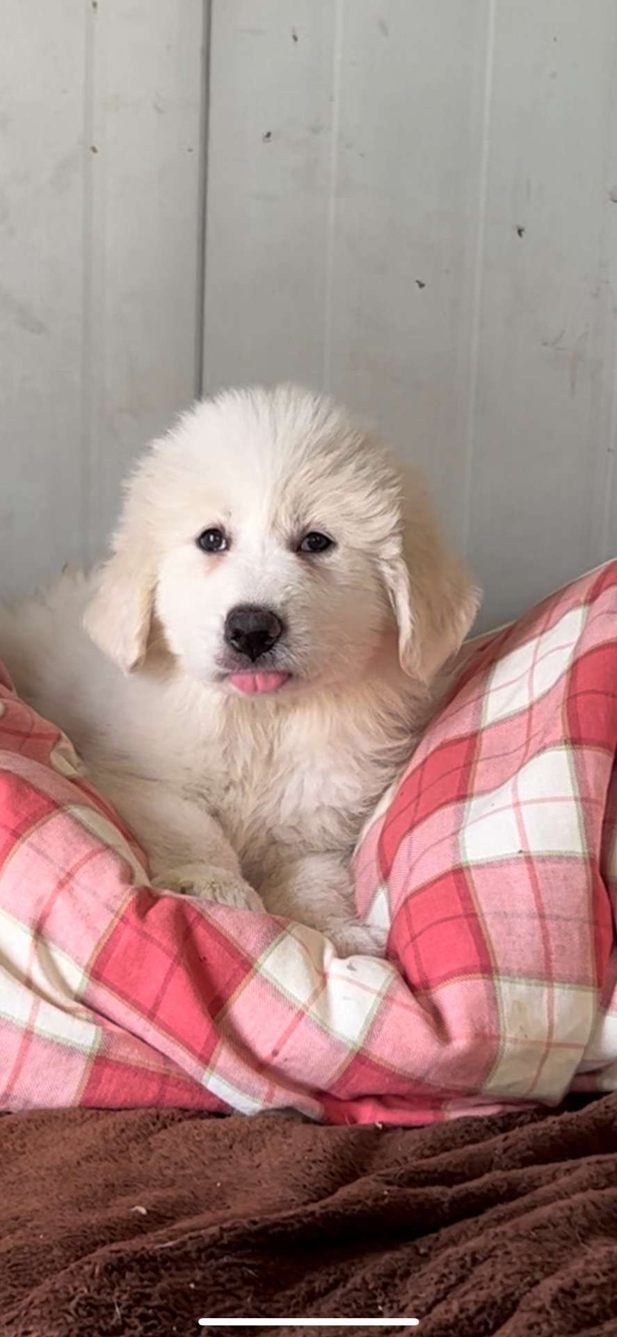 大判　犬タペストリー　USA製　グレートピレニーズ　コットンラグ　タグ付き　希少 Amazon.co.jp: inuya グレートピレニーズ ぬいぐるみ 犬 ハイ