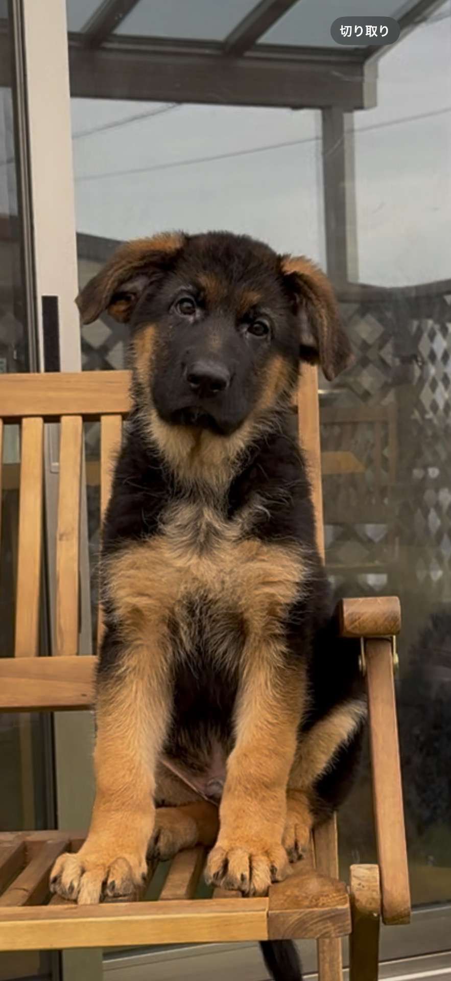 父フランス外産チャンピオン！最高峰のジャーマンシェパード 25.8万円