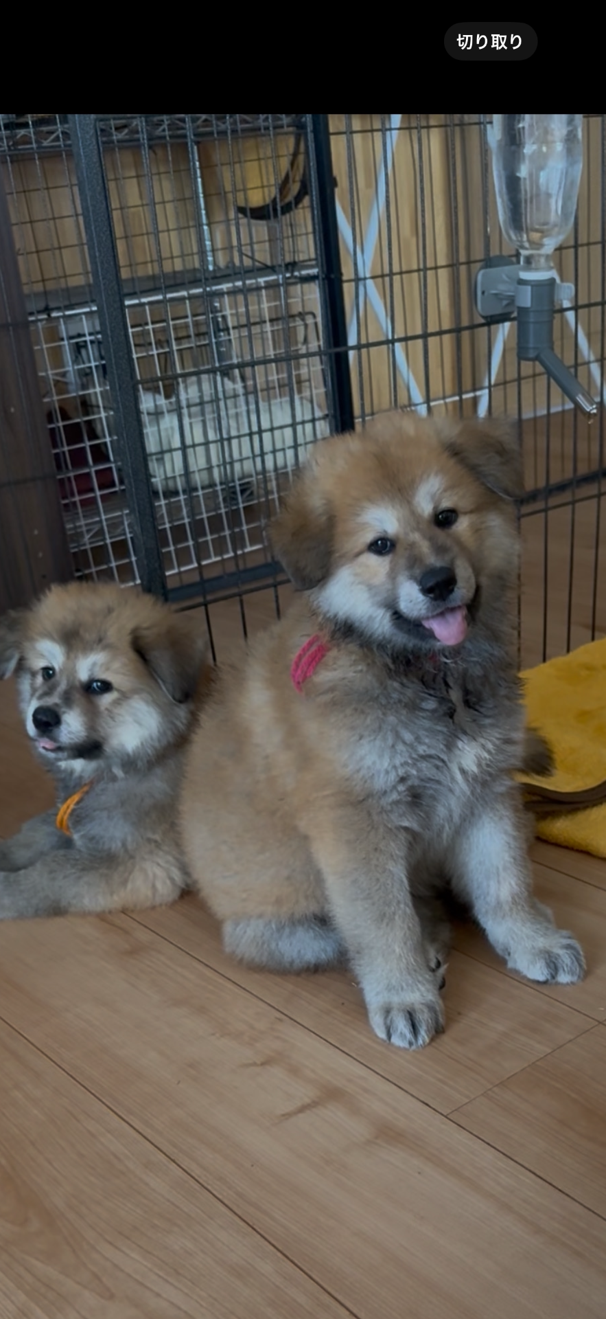 【赤犬】　シャープ　並四ラジオ　動作品　値下げ！ 赤犬】 シャープ 並四ラジオ 動作品 値下げ！ 赤犬】 シャープ 並四