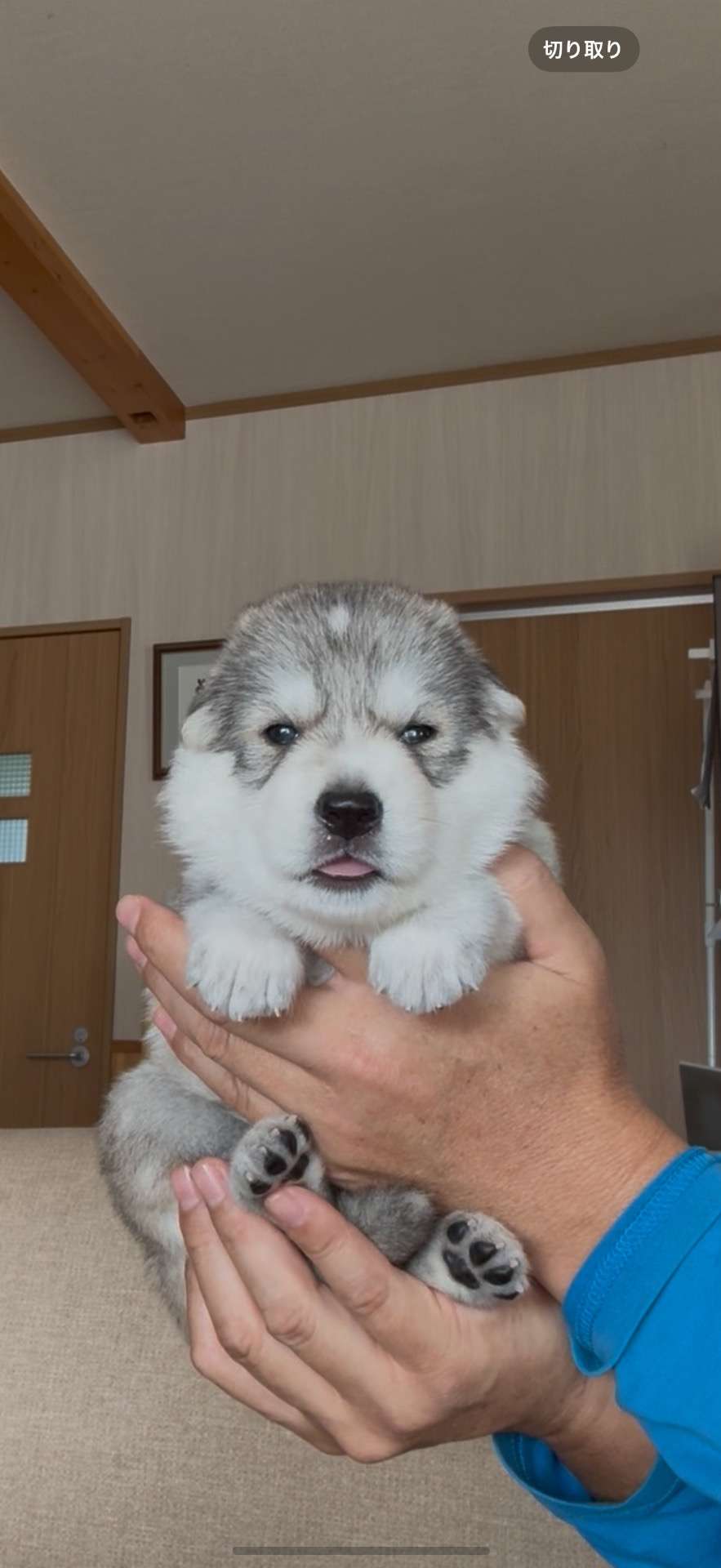 希少犬種！ホワイトシェプスキー 24.8万円 | 子犬情報 | 佐賀の