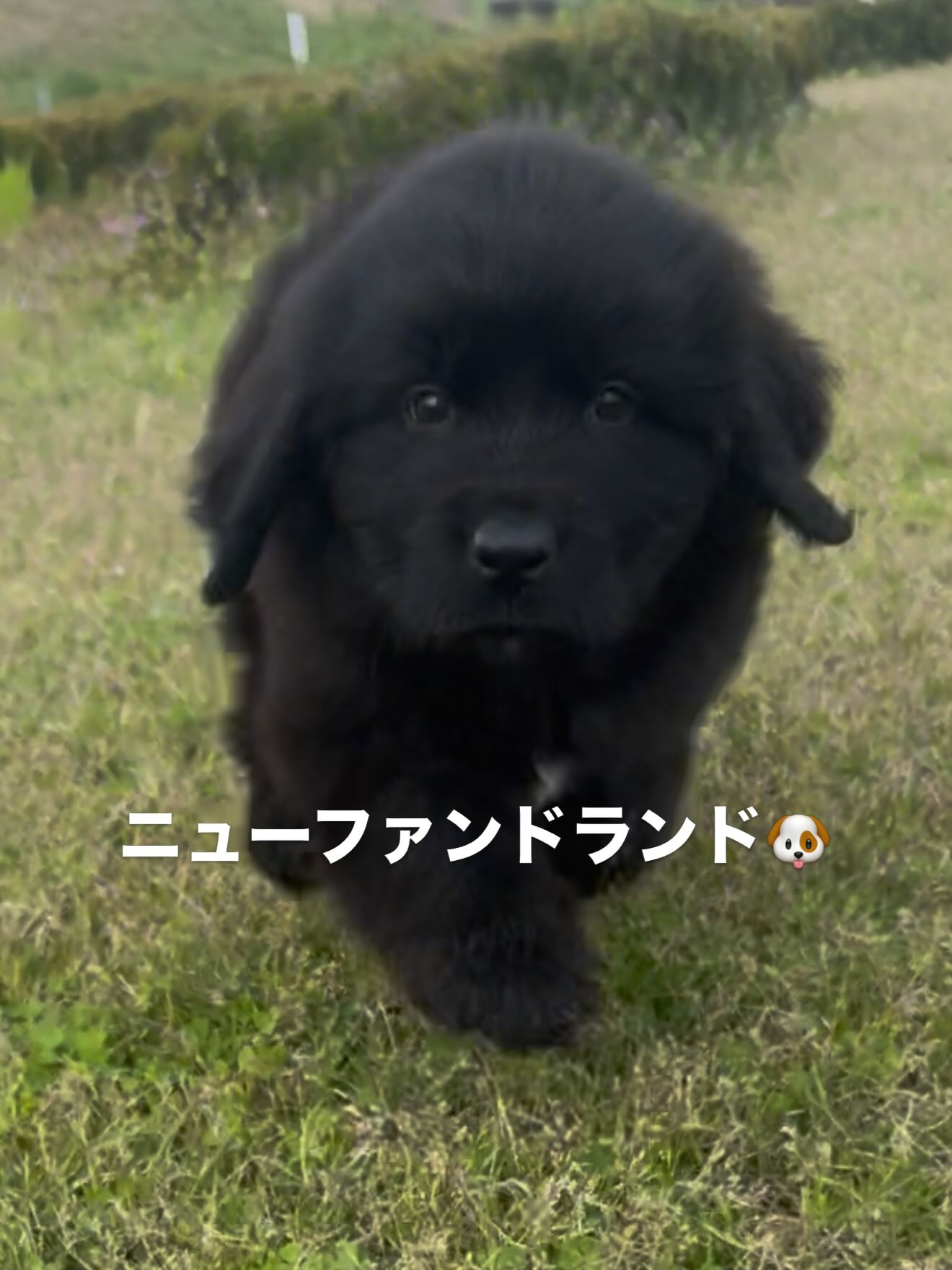 超希少！ニューファンドランド 男の子 42.8万円 | 子犬情報 | 佐賀の