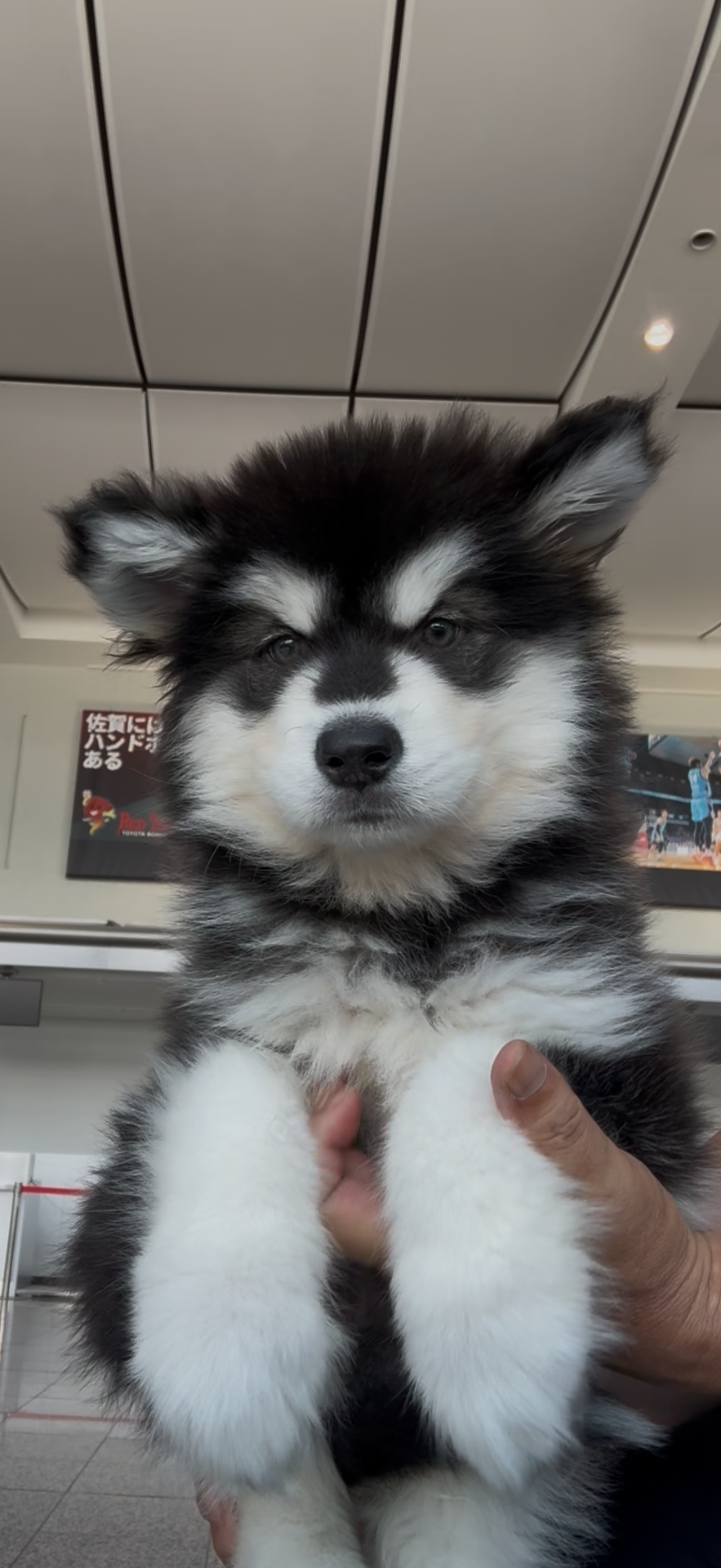 アラスカンマラミュート 男の子 35.8万円 | 子犬情報 | 佐賀の