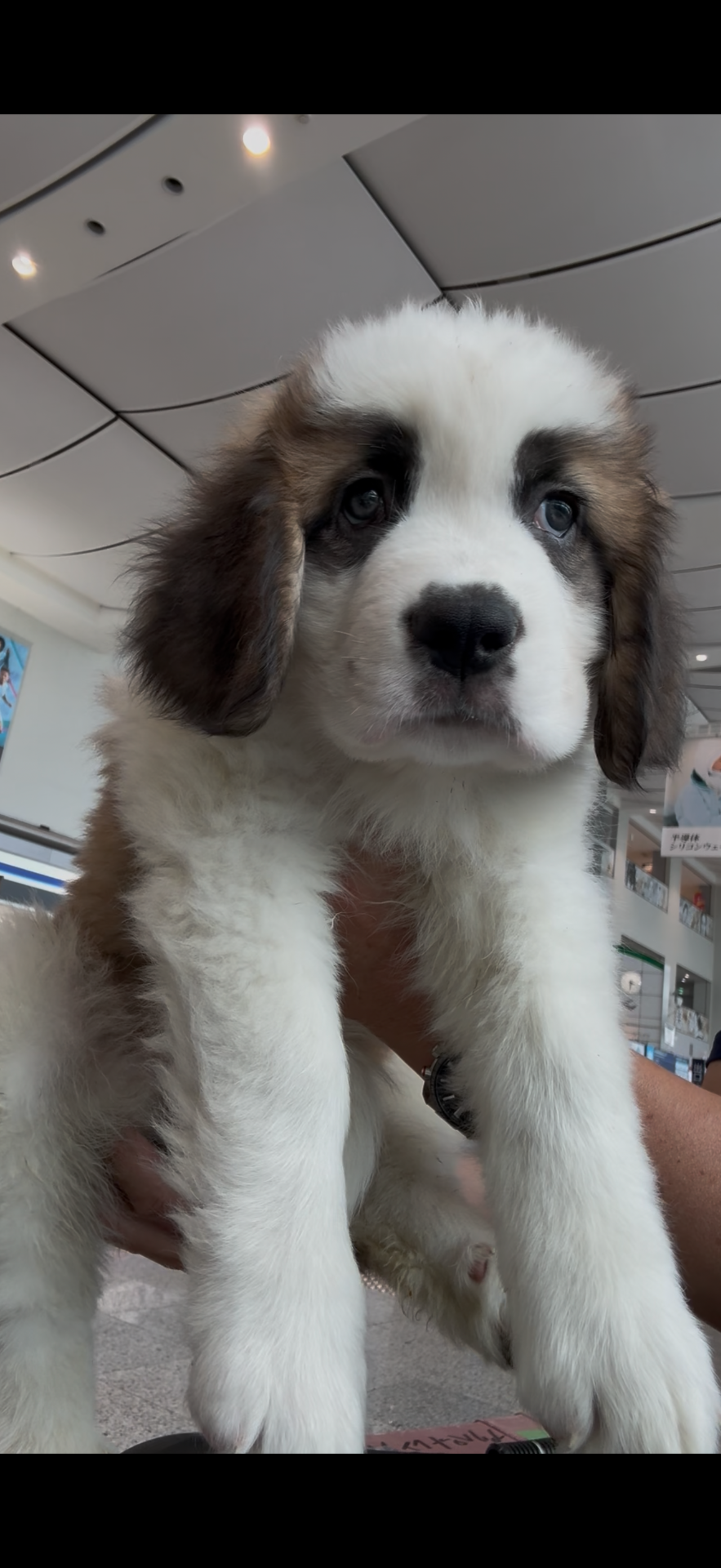 セントバーナード 男の子 39.8万円 | 子犬情報 | 佐賀のブリーダーなら