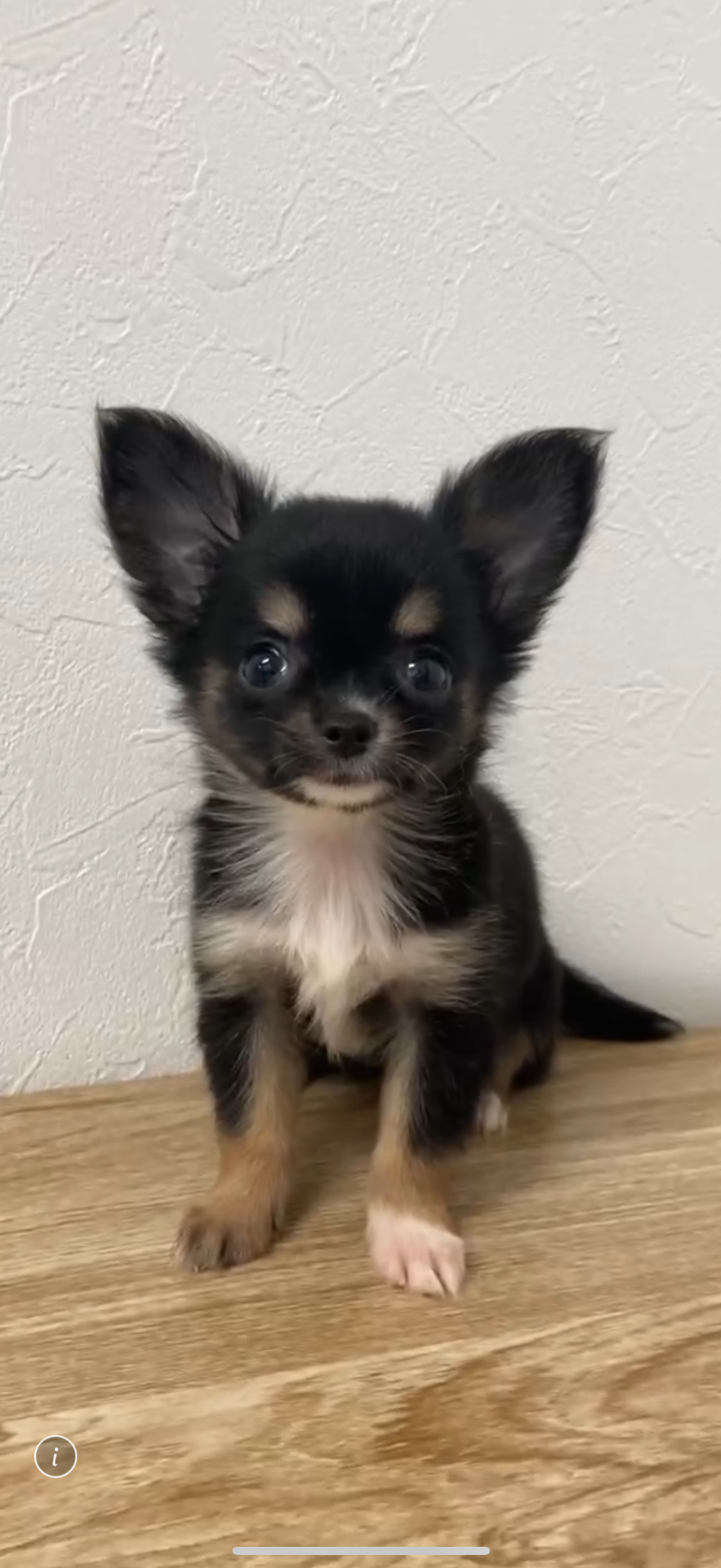 チワワ ブラックタン 女の子 29.8万円 | 子犬情報 | 佐賀のブリーダー