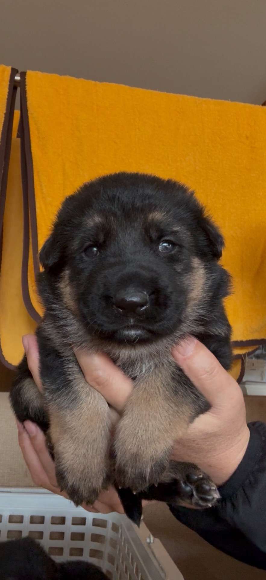 日本警察犬協会血統書付与 ジャーマンシェパード 29.8万円 | 子犬情報