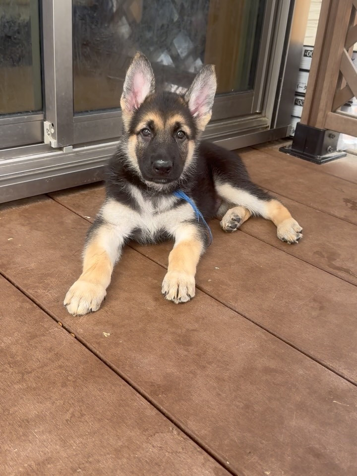 希少！ジャーマンホワイトシェパード 19.8万円 | 子犬情報 | 佐賀の