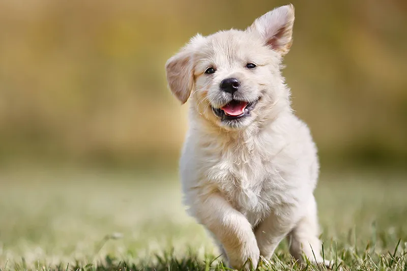 大型犬との充実した生活のためのヒント