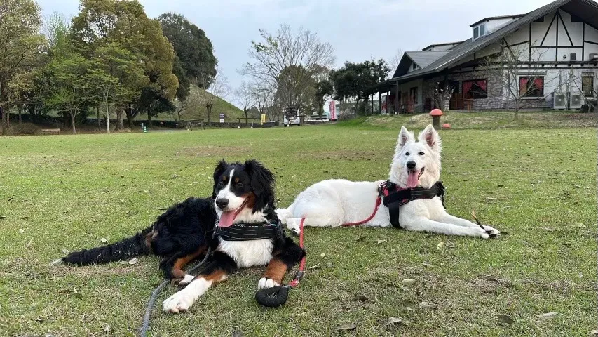 熊本県Y様バーニーズ、ホワイトスイス