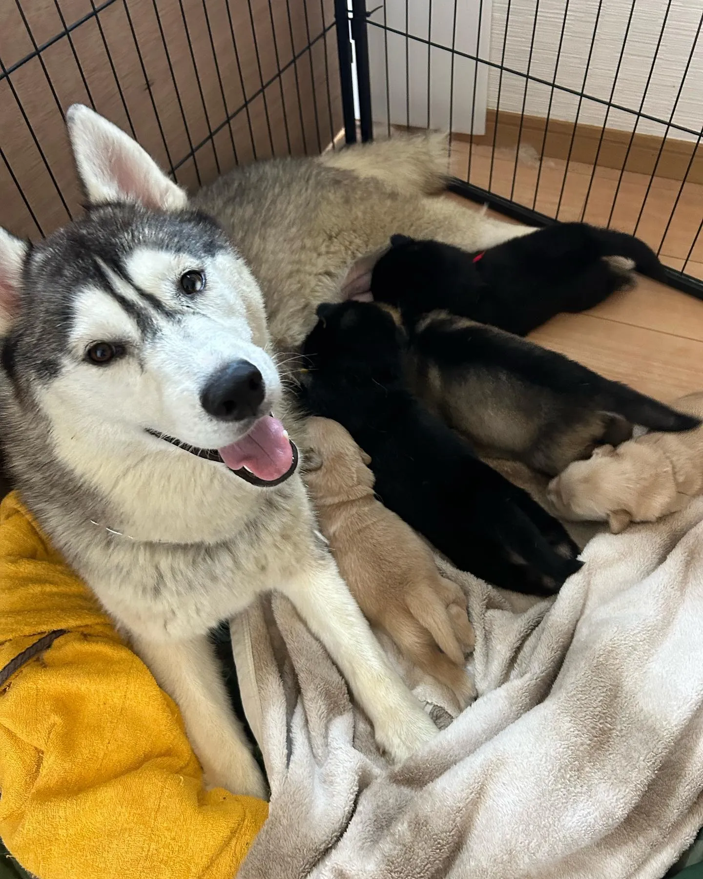 シベリアンハスキーのお母さん