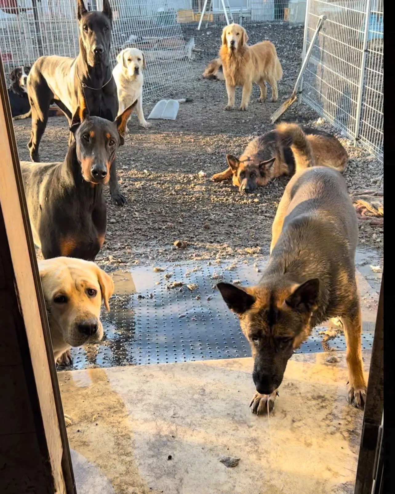 犬舎掃除の様子です。