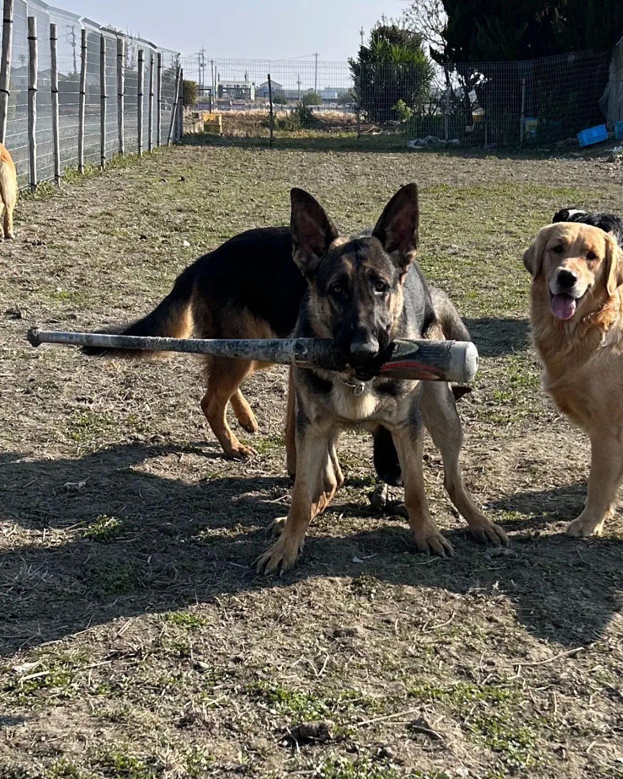 犬舎掃除の様子です。