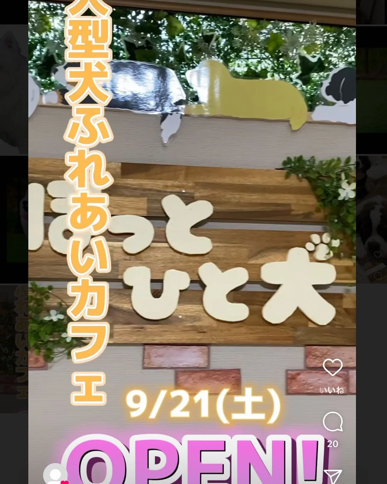 我が家の一員として、泥んこになって走り回っていたサモエドのも...