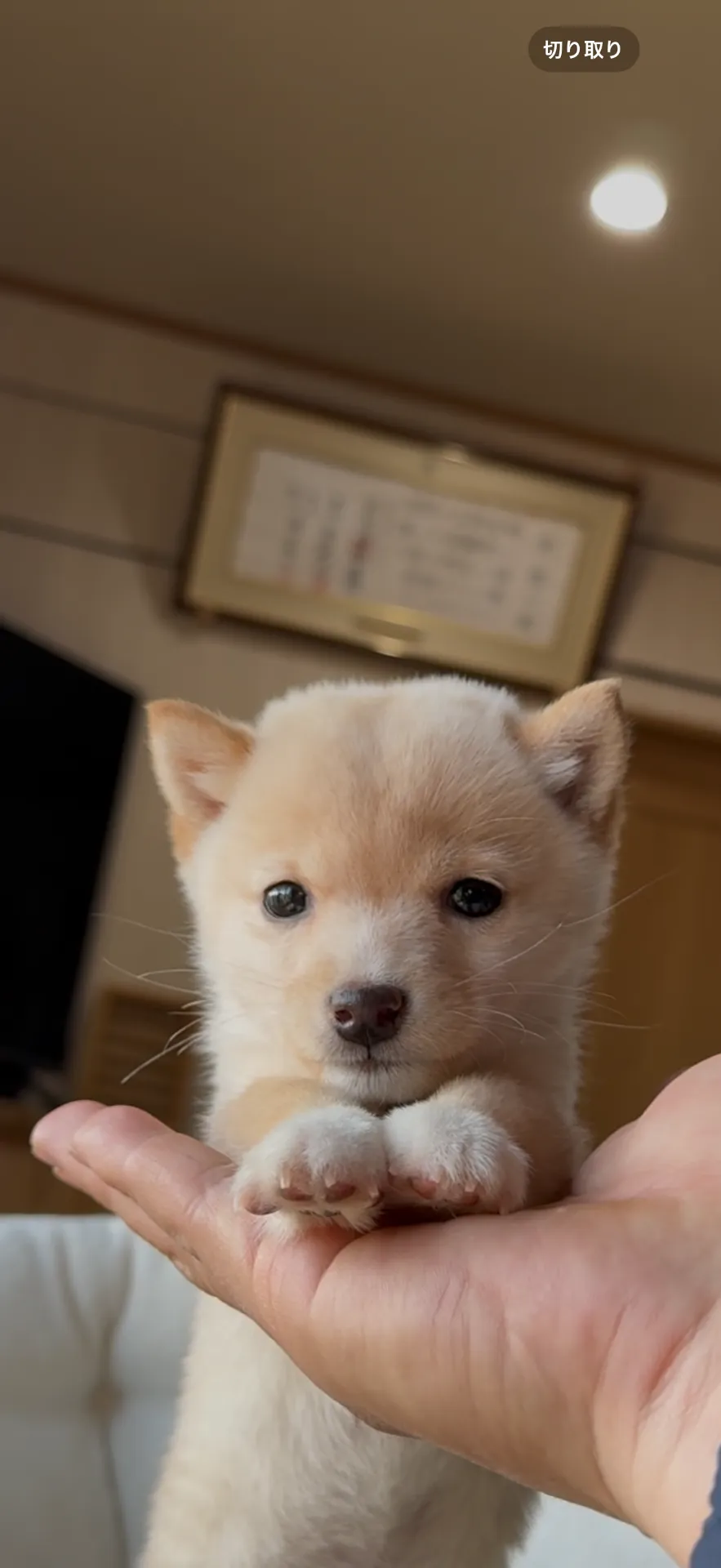 ご家族が決まりました。町内お客様ありがとうございました。