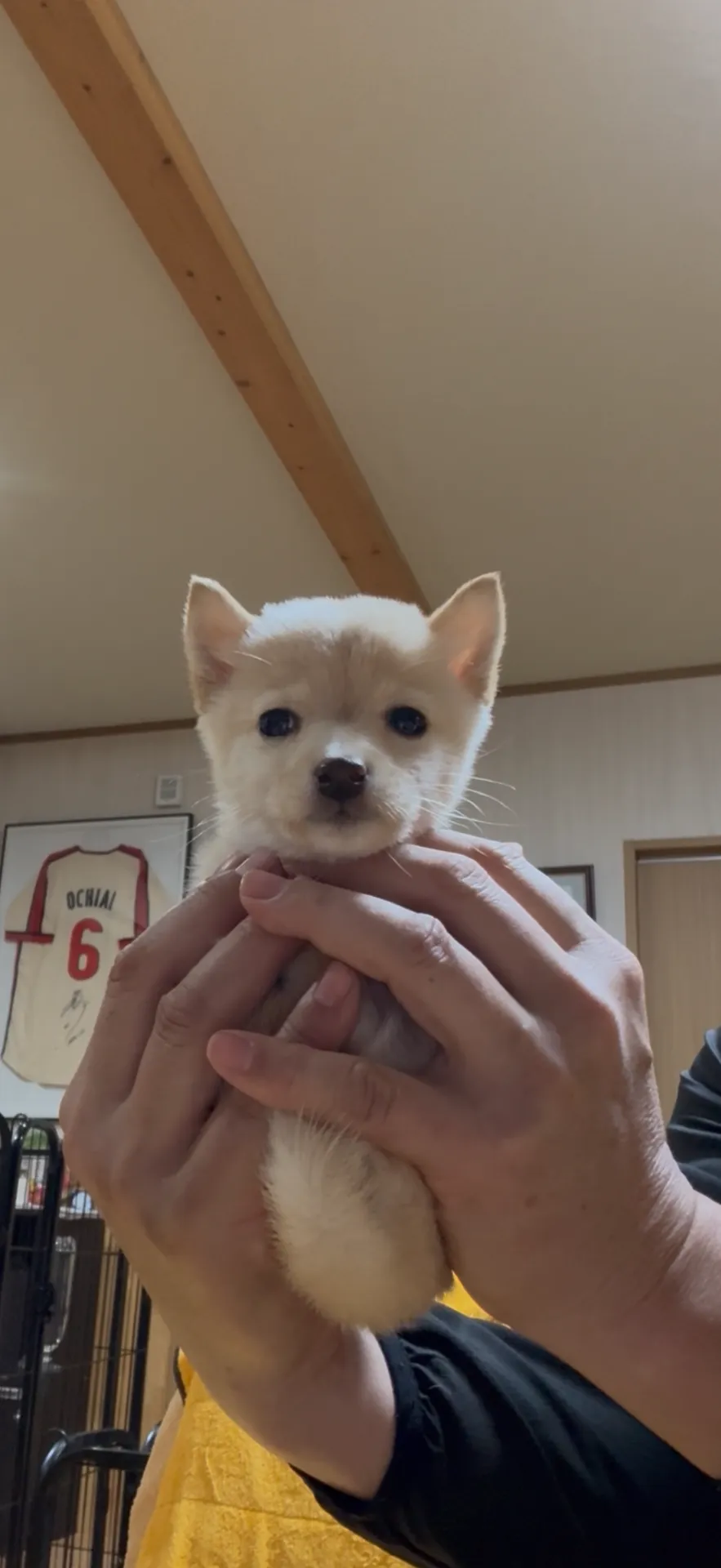 極小で極上の小豆柴！男の子　日本豆柴犬協会の血統書付与！　24.8万円