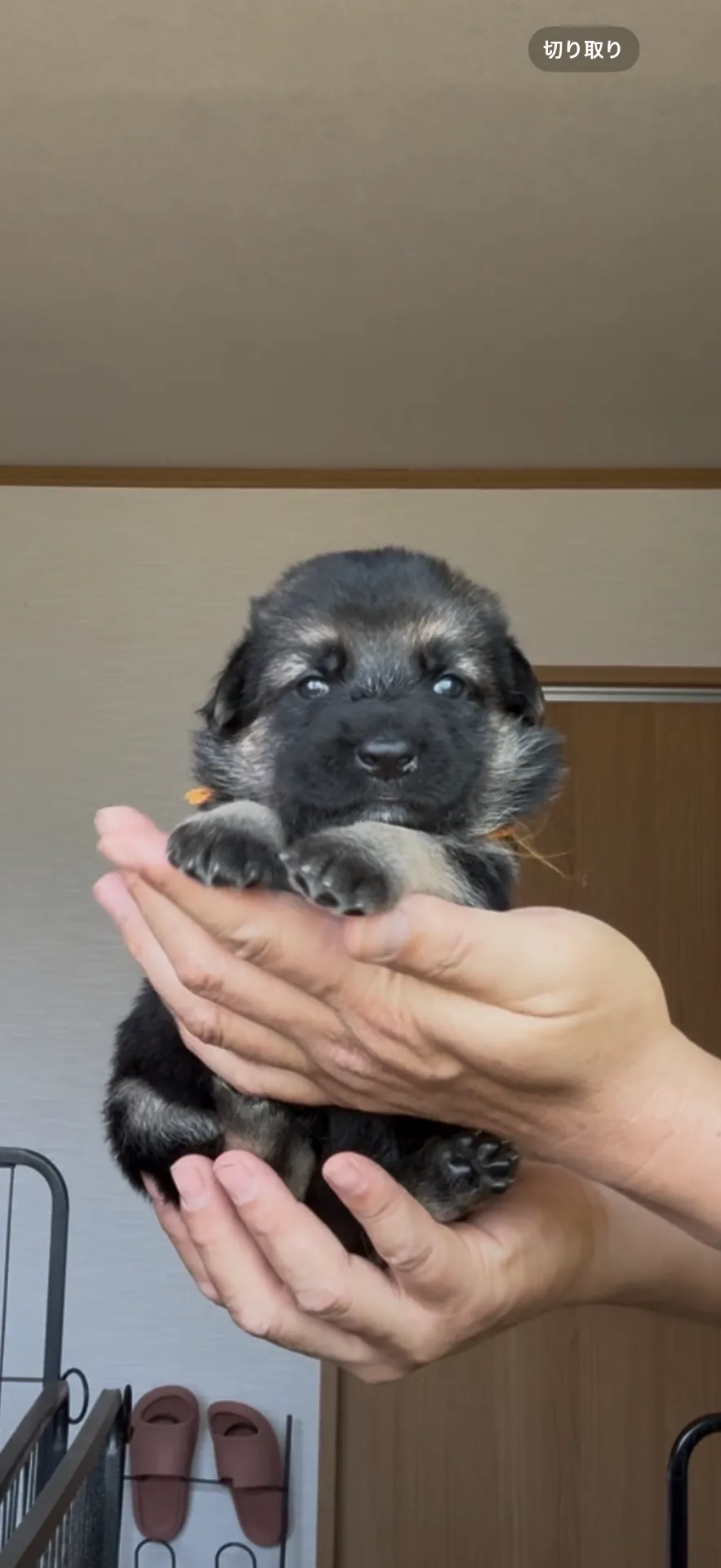 ご家族が決まりました。神奈川県お客様ありがとうございました。