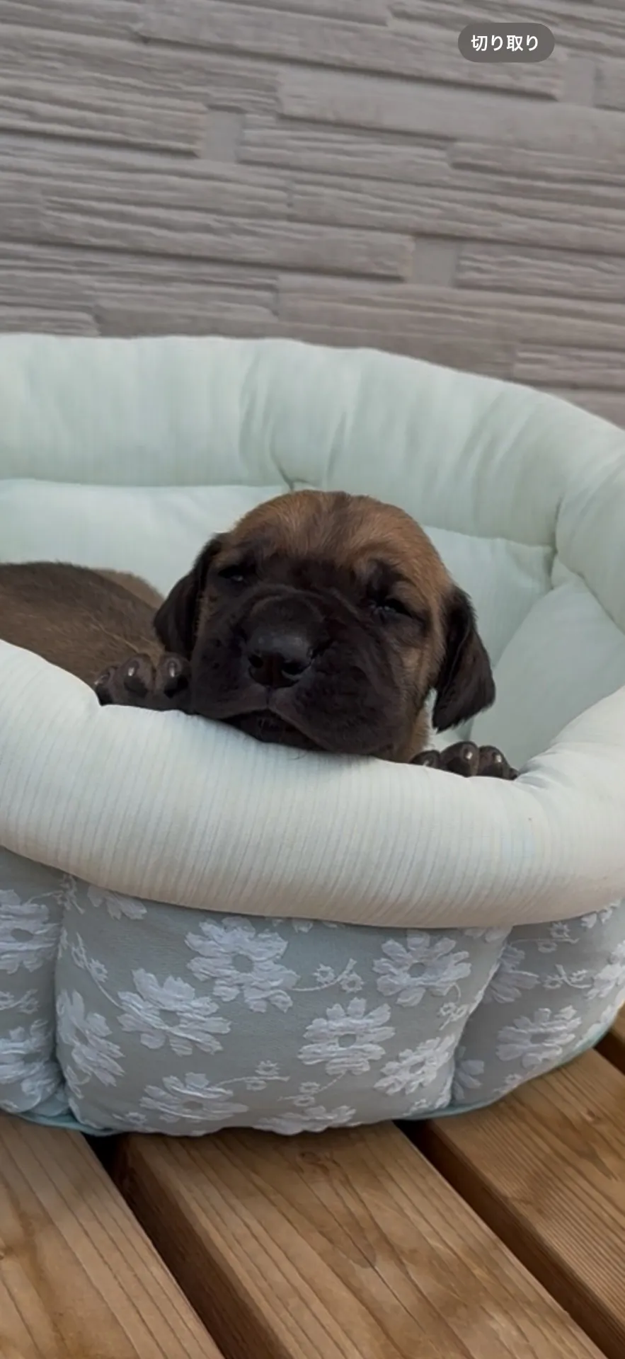 超特価！グレートデン　女の子　29.8万円