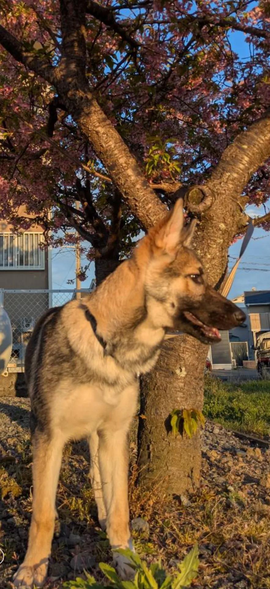 希少犬種。シェプスキー 24.8万円 | 子犬情報 | 佐賀のブリーダーなら