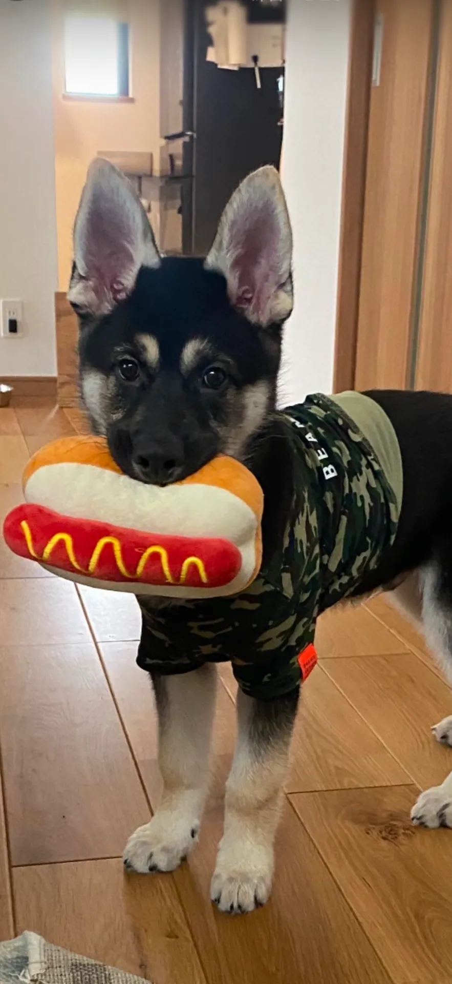 ご家族が決まりました。長崎県お客様ありがとうございました。