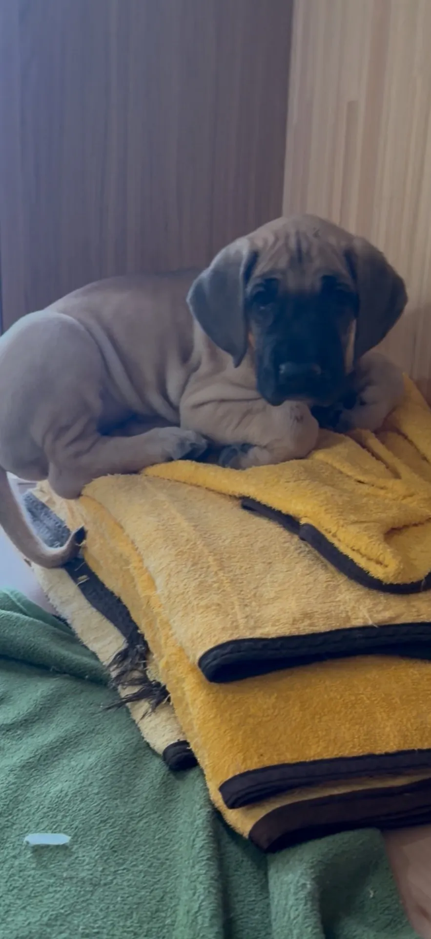 ご家族が決まりました。福岡県お客様ありがとうございました。