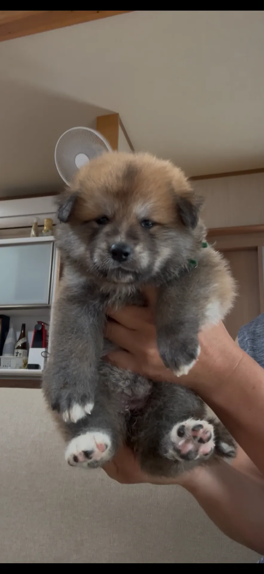 ご家族が決まりました。熊本県お客様ありがとうございました。