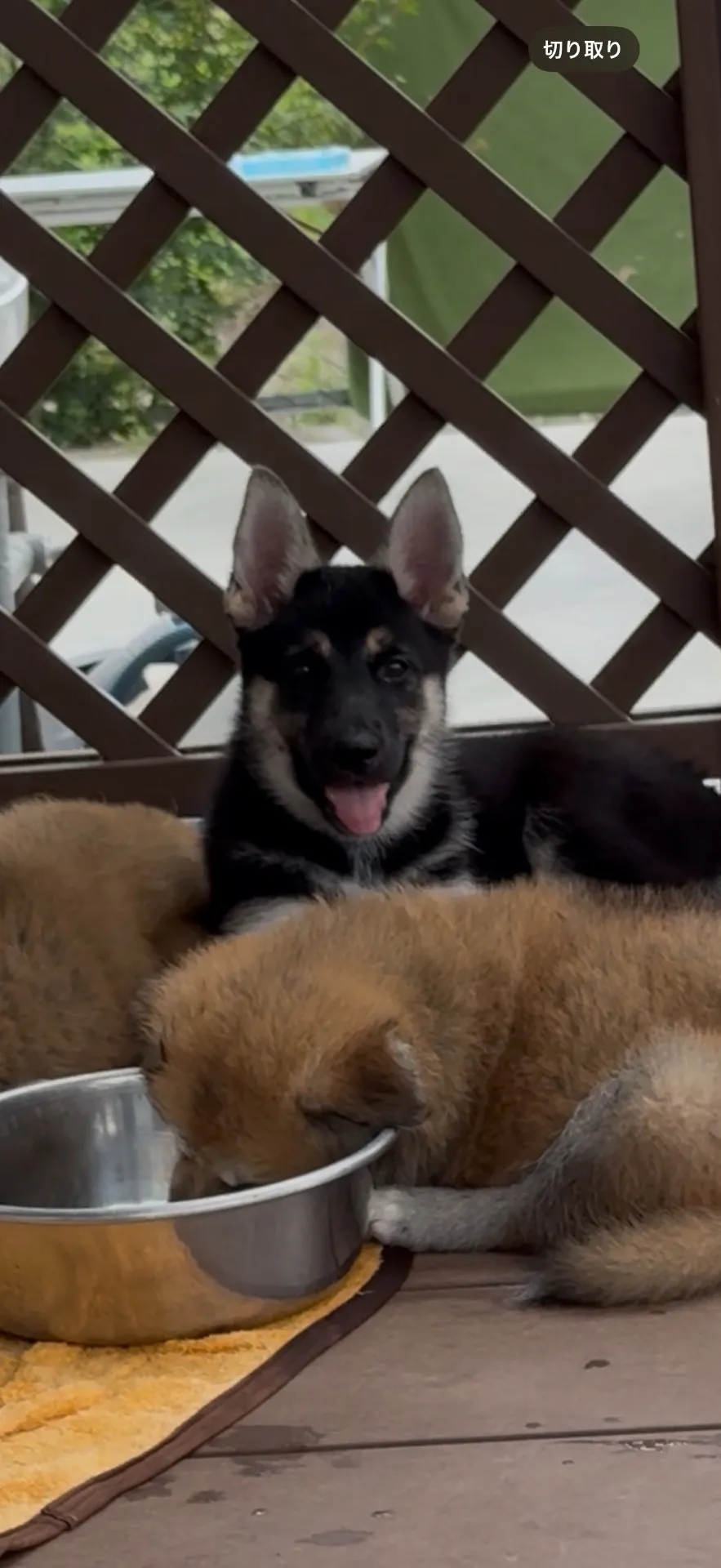 ご家族が決まりました。福岡県お客様ありがとうございました。