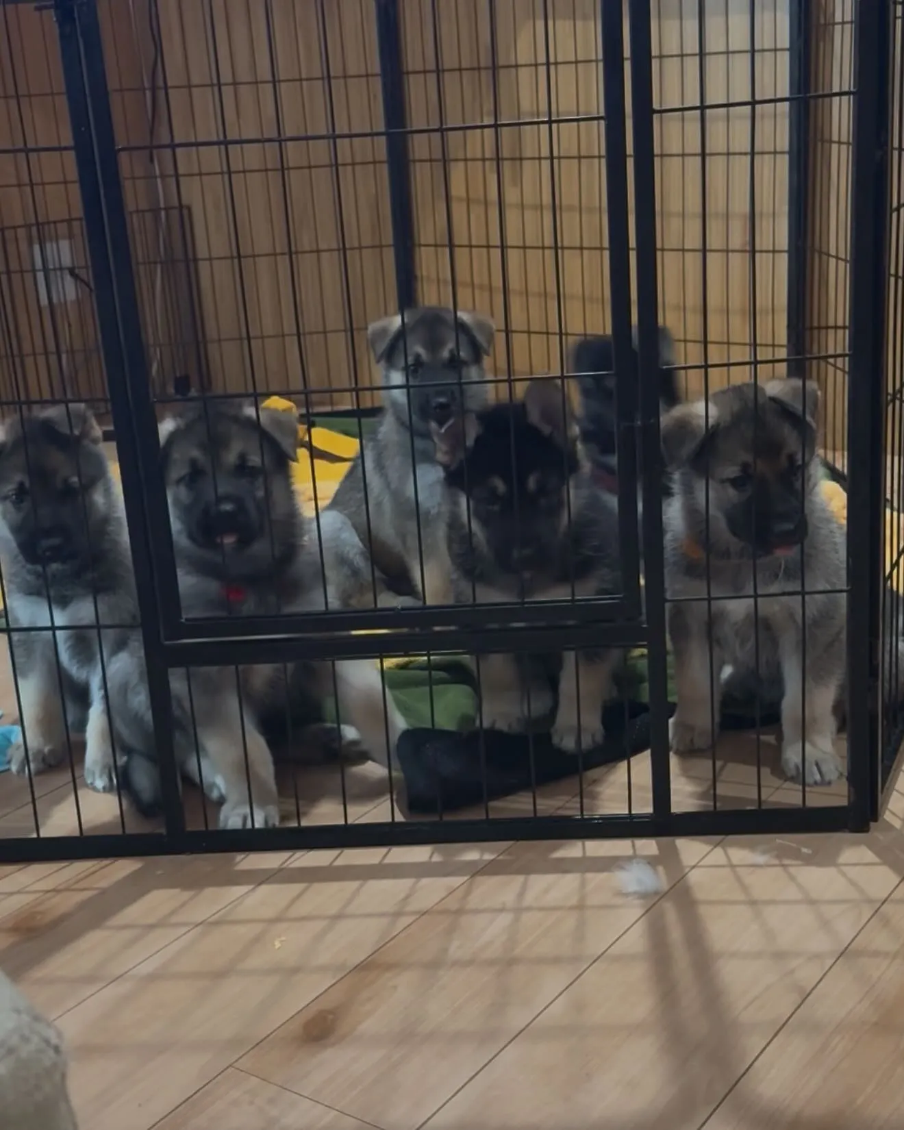 シェプスキー🐶　