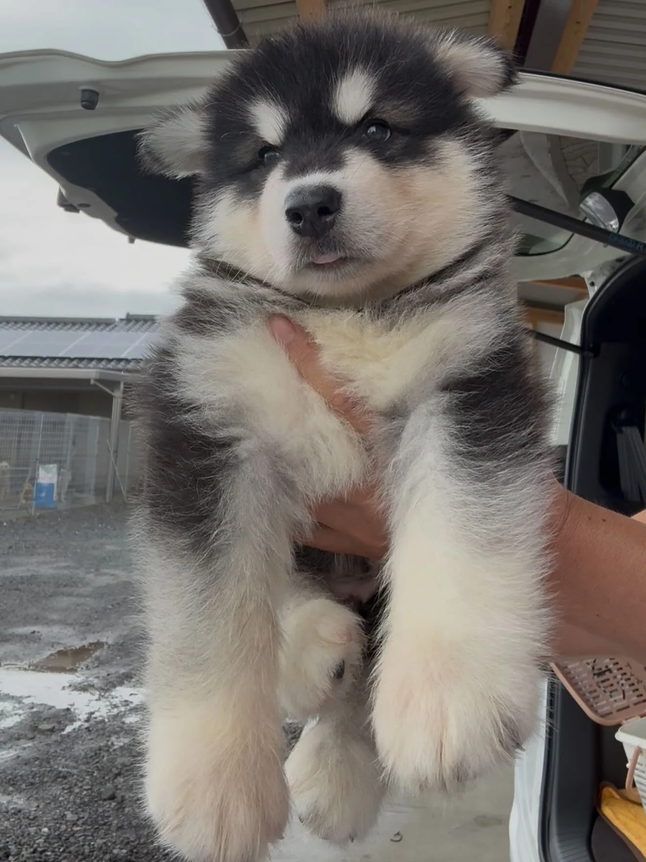 どらみのお婿さん🐶