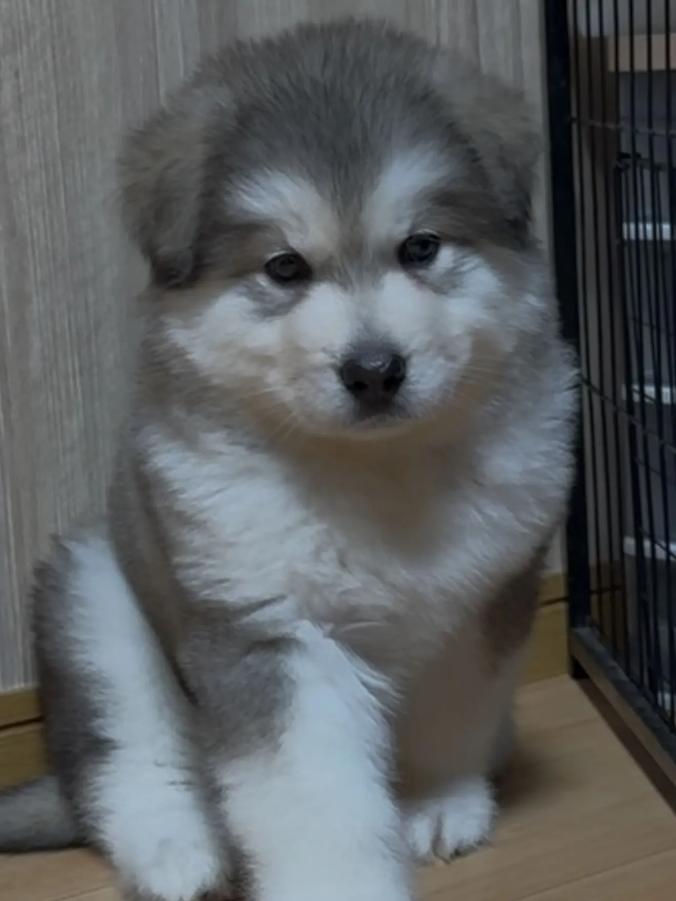 どらみのお婿さん🐶