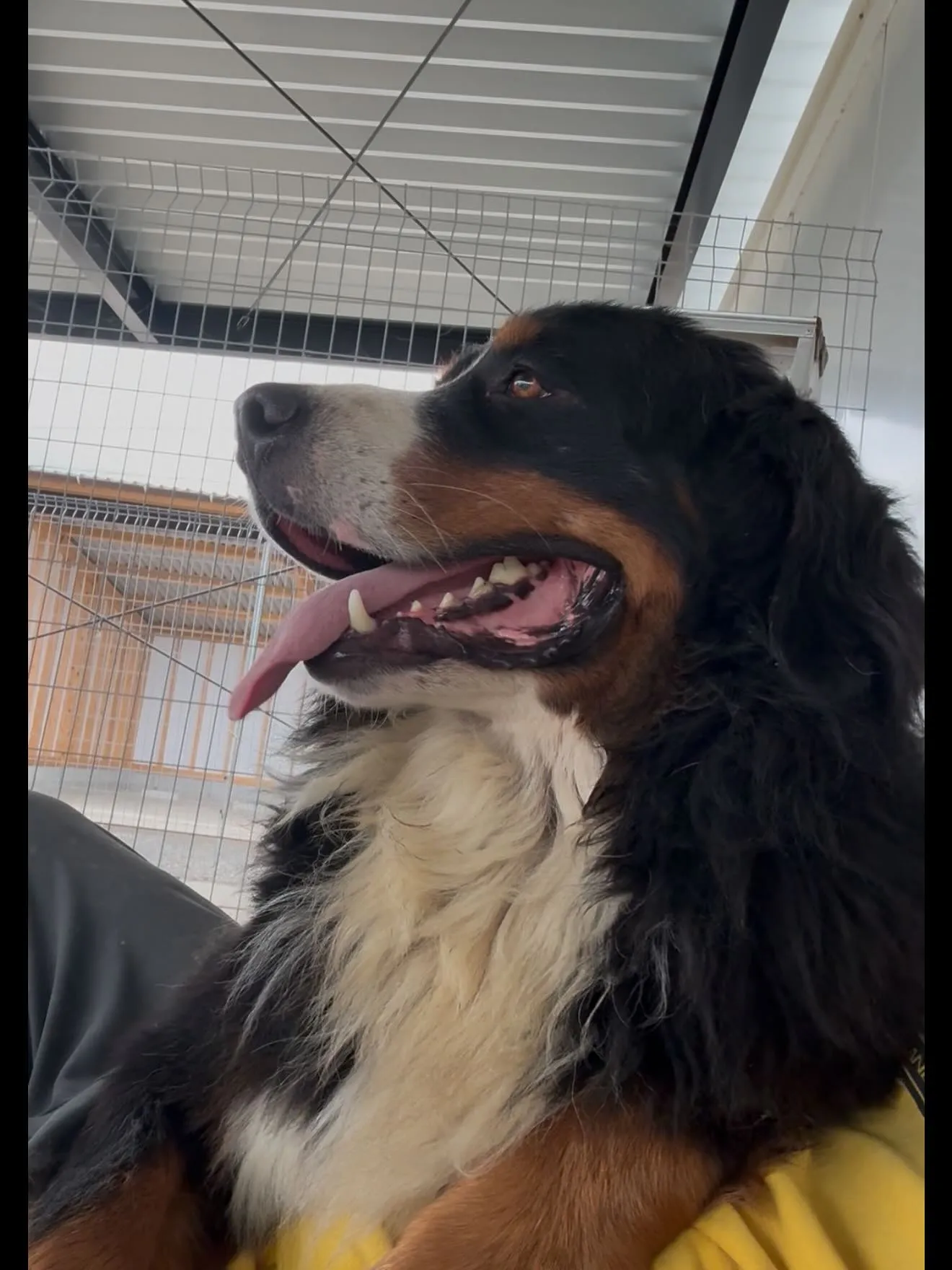 朝のひととき🐶