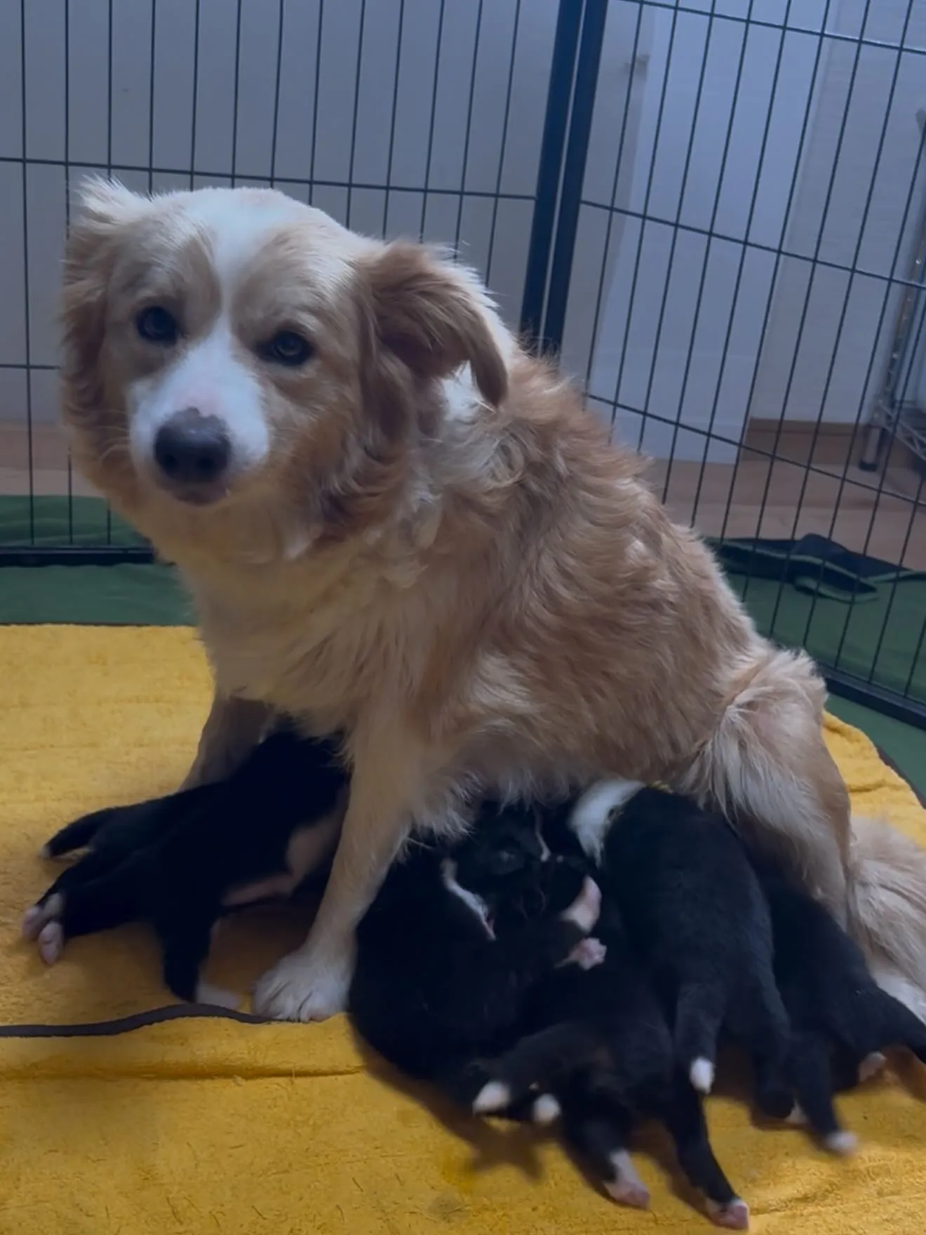 ボーダーコリー誕生しました🐶