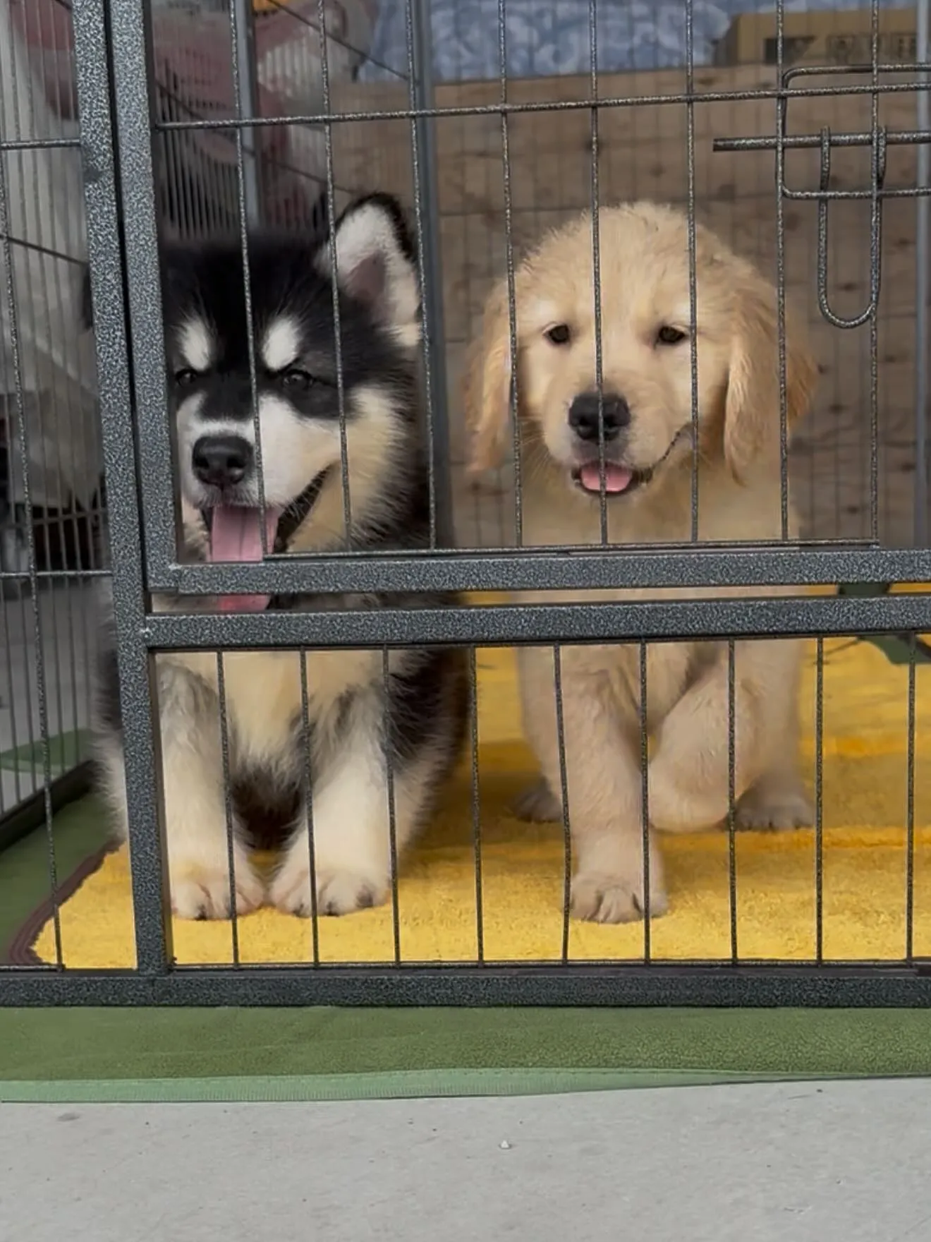午前のひととき🐶