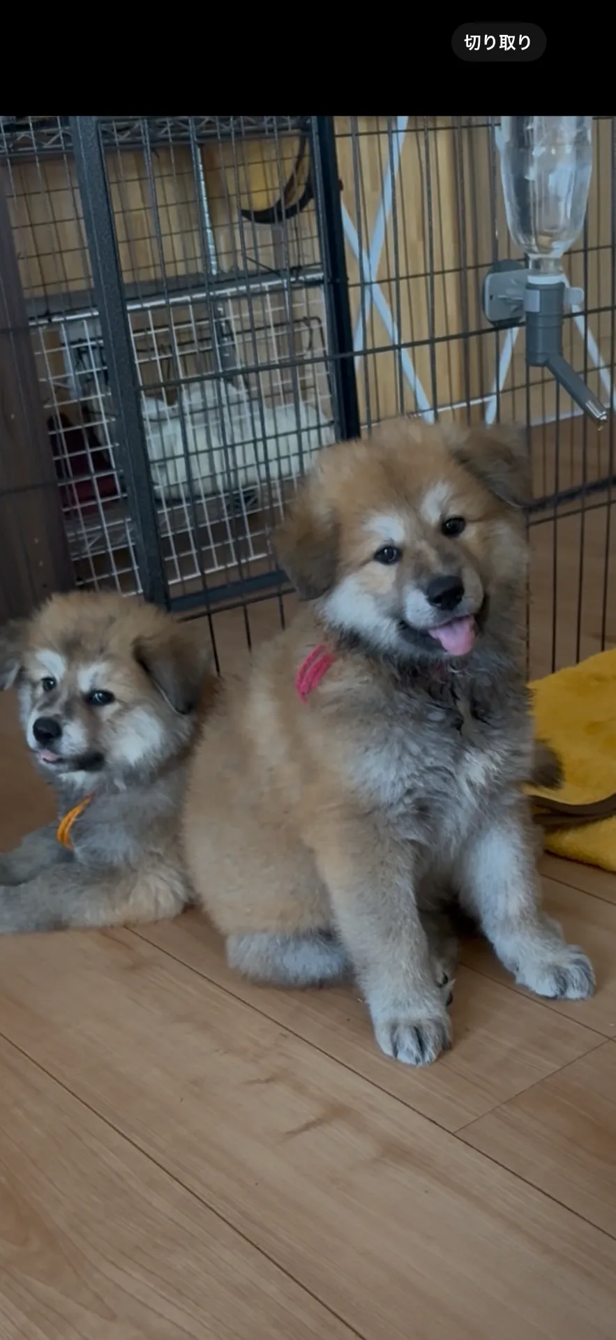 ご家族が決まりました。福岡県お客様ありがとうございました。