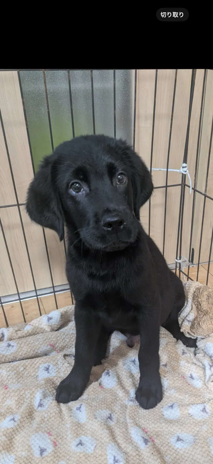 ご家族が決まりました。長崎県お客様ありがとうございました。