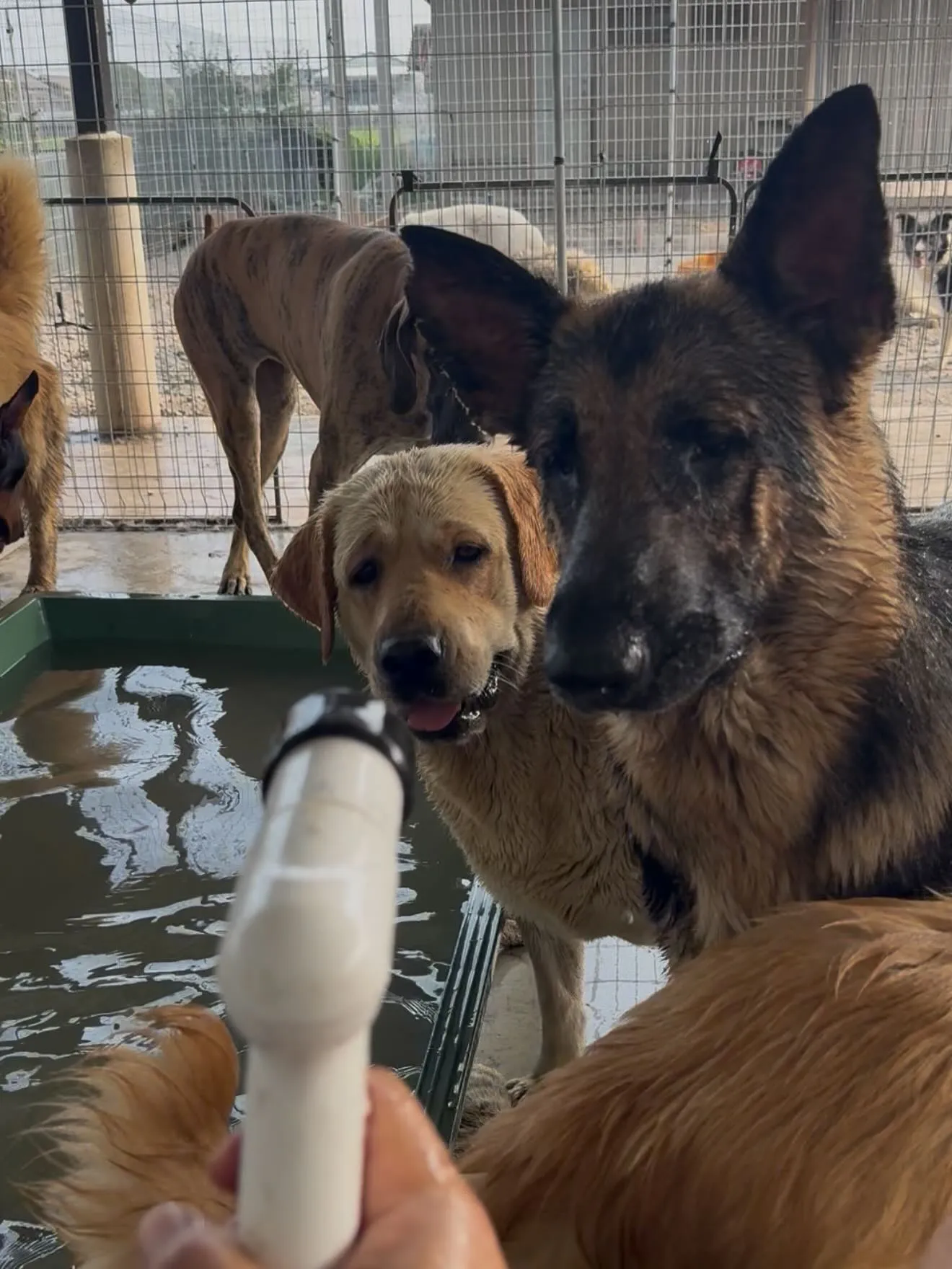プール開きです🏝️🐶😅