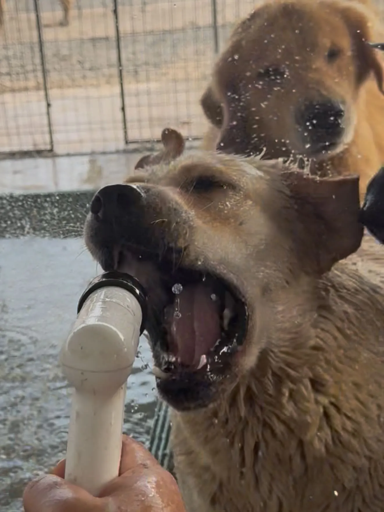 プール開きです🏝️🐶😅