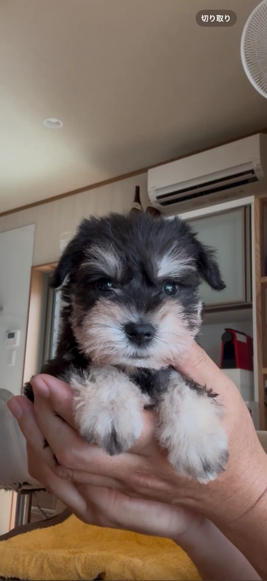 良血統。ミニチュアシュナウザー　女の子　24.8万円