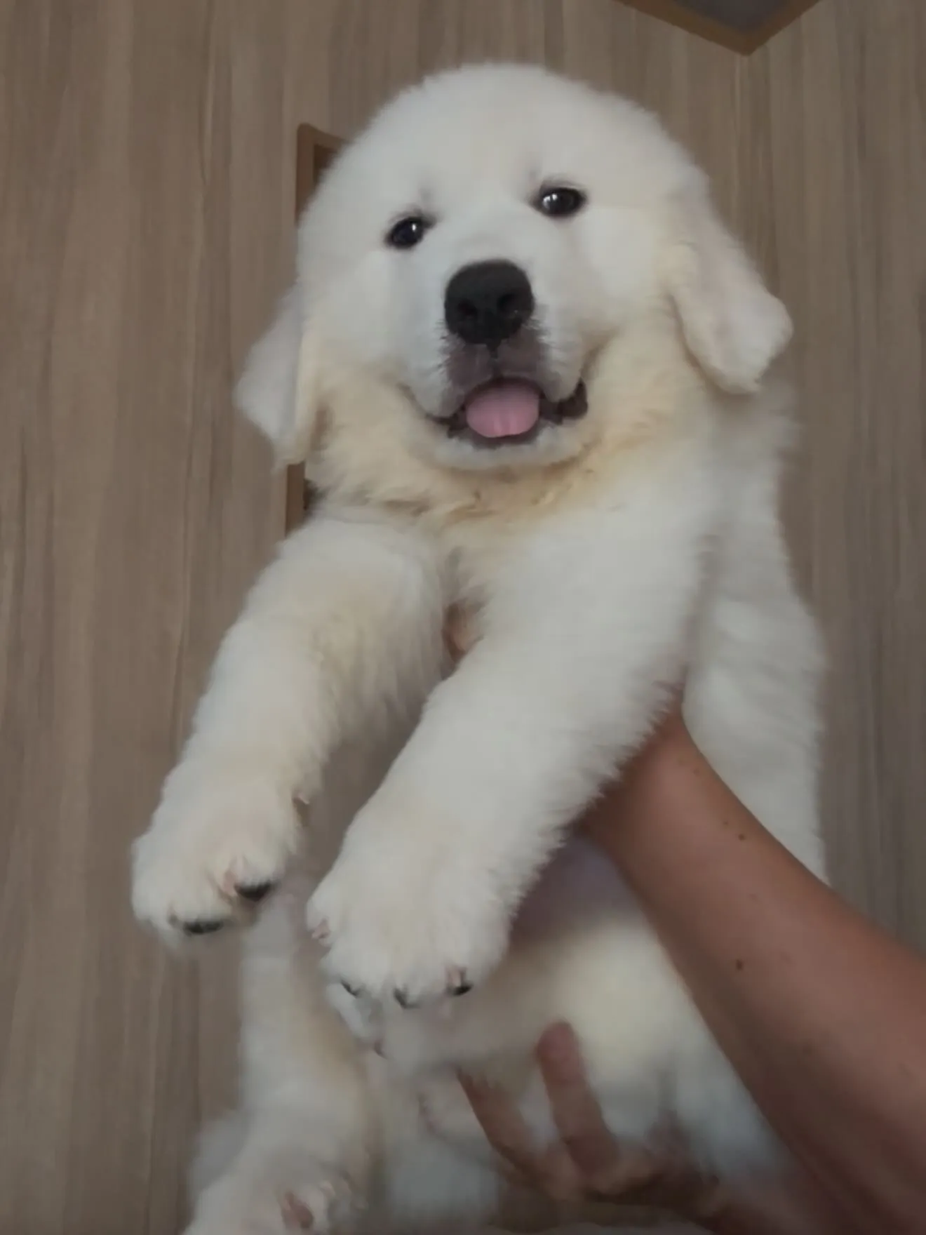 グレートピレニーズ🐶