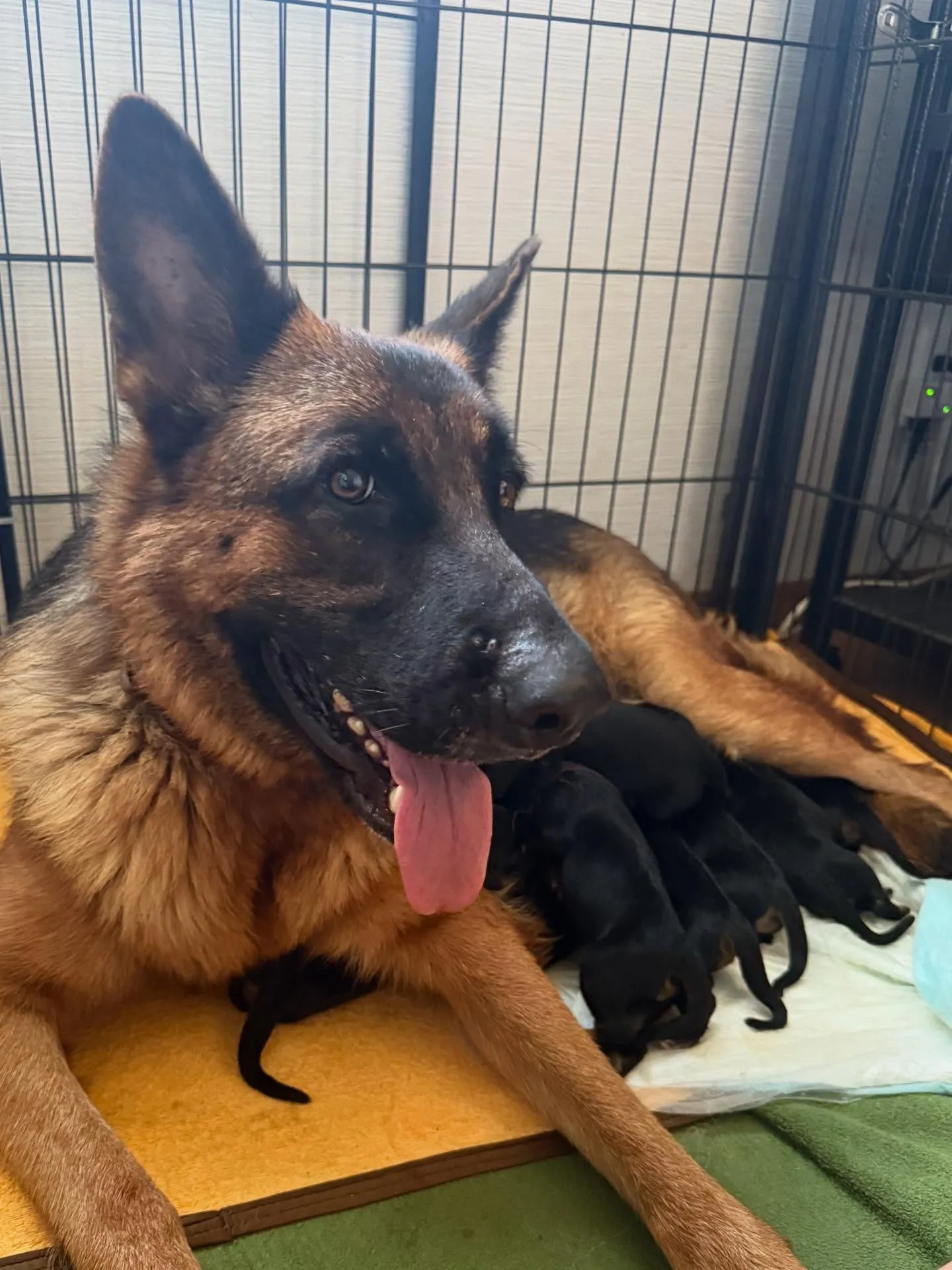 ジャーマンシェパードの仔犬たちが誕生致しました。