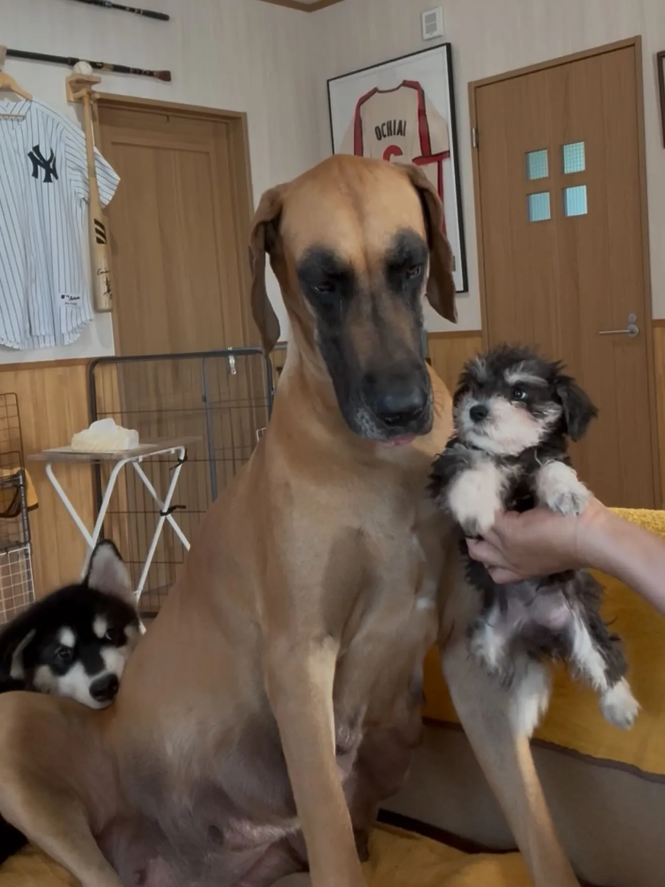 我が家の女帝、シェリー（グレートデン）🐶