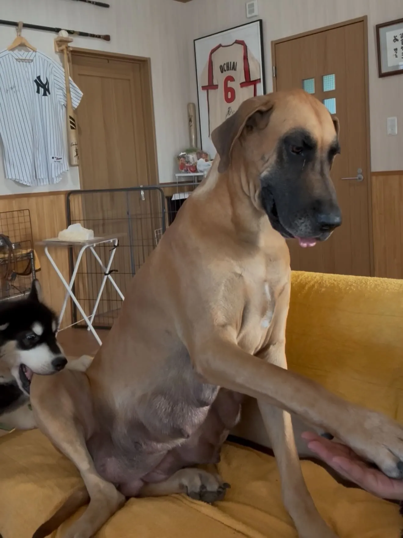 我が家の女帝、シェリー（グレートデン）🐶