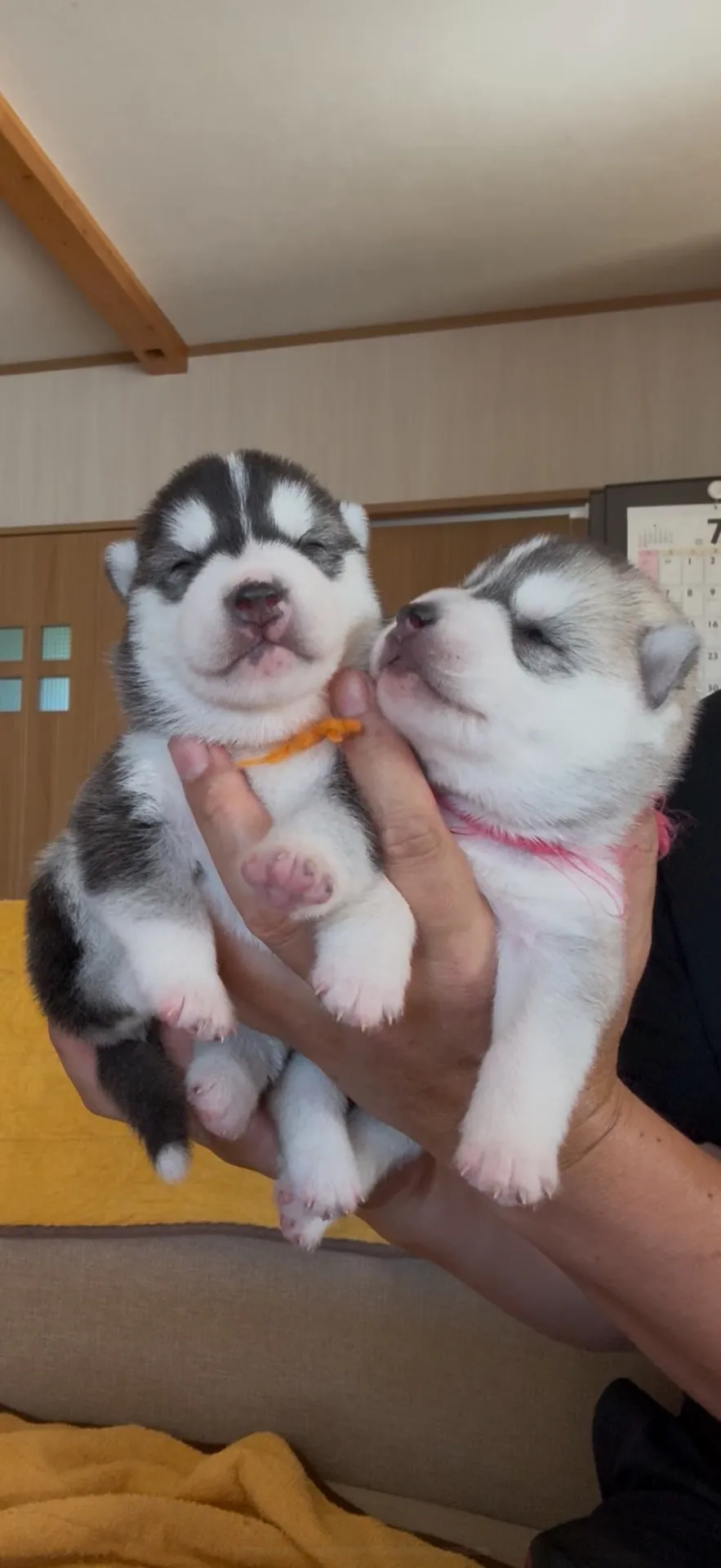 ご家族が決まりました。岡山県お客様ありがとうございました。