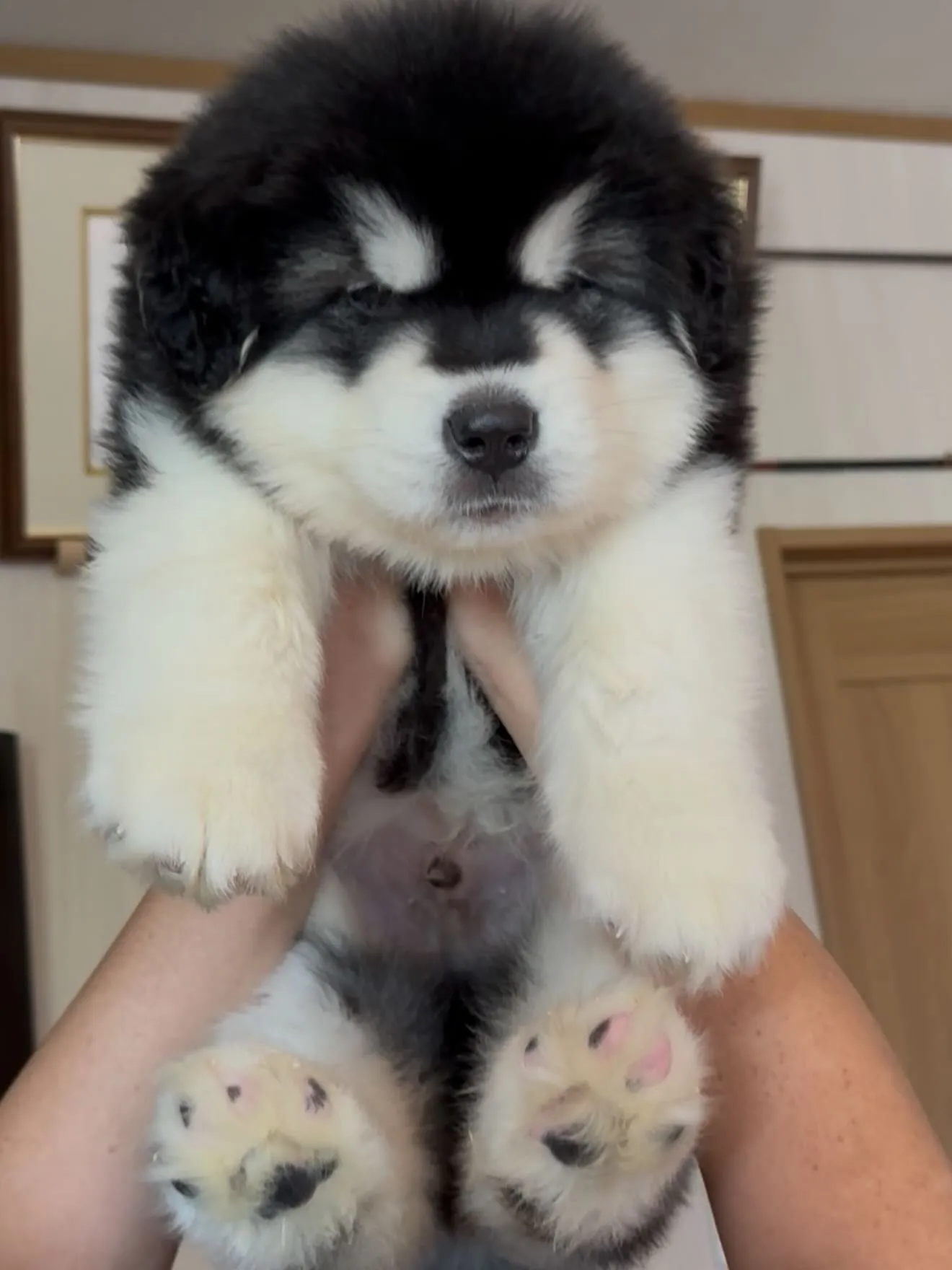 アラスカンマラミュート３号🐶　