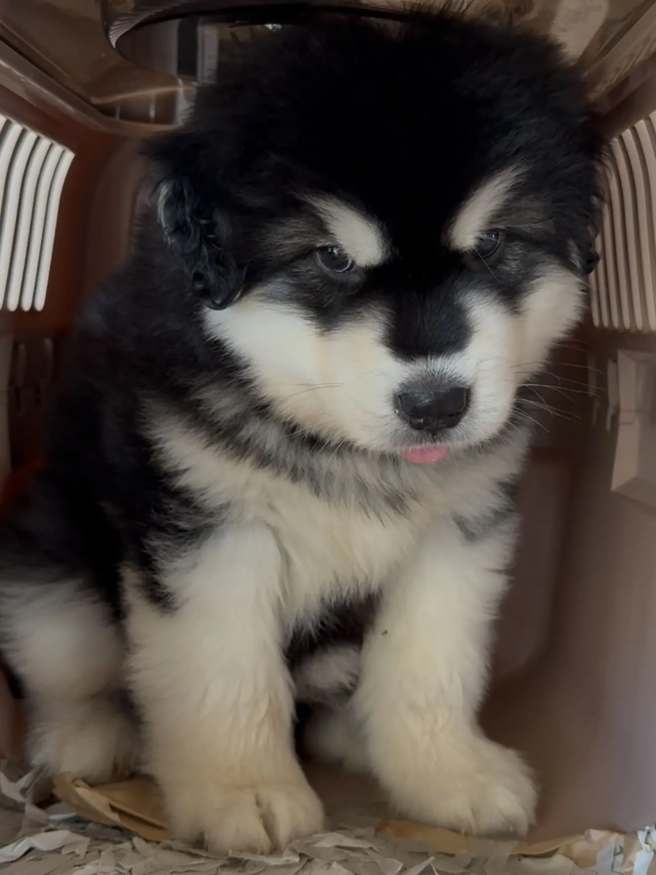 アラスカンマラミュート３号🐶　