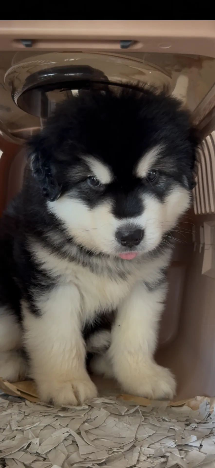 アラスカンマラミュート　男の子　35万円