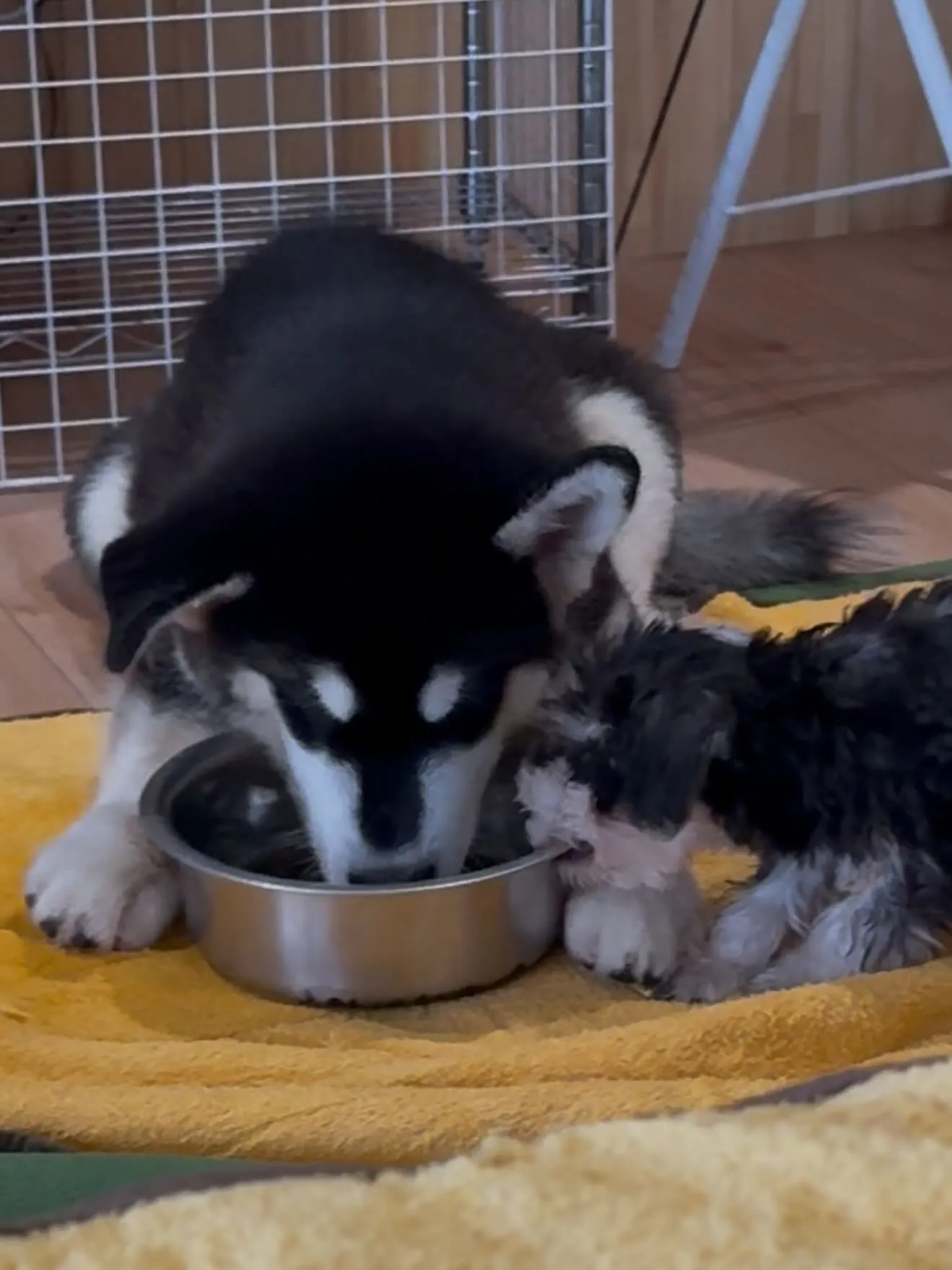 皆んな仲良し🐶😄