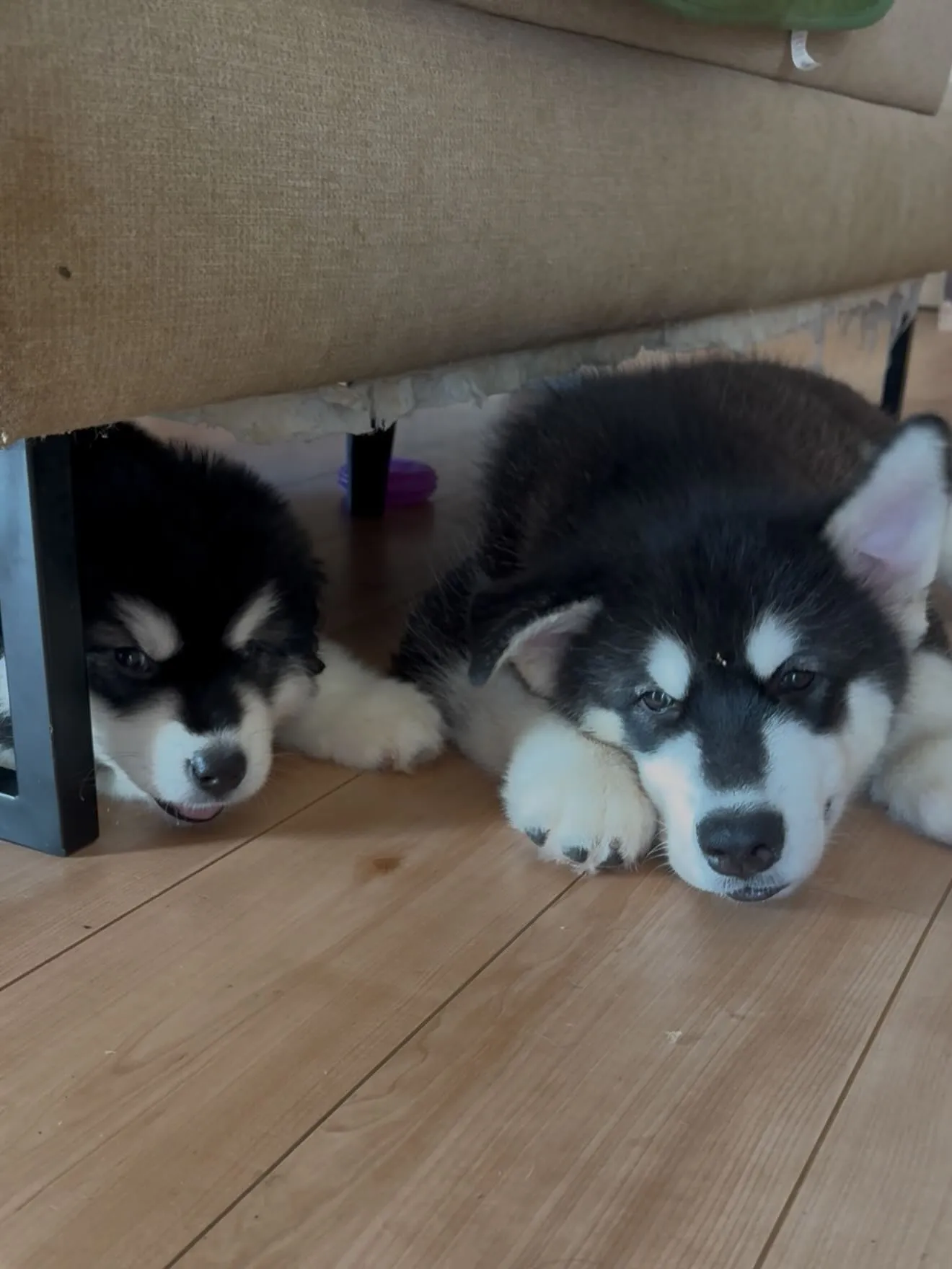 皆んな仲良し🐶😄