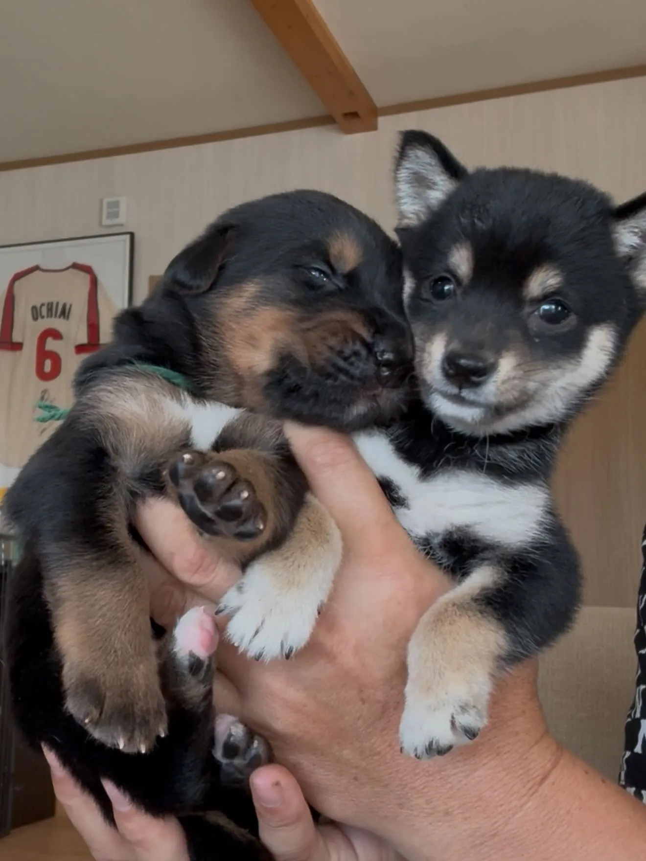 ジャーマンシェパードと豆しば🐶