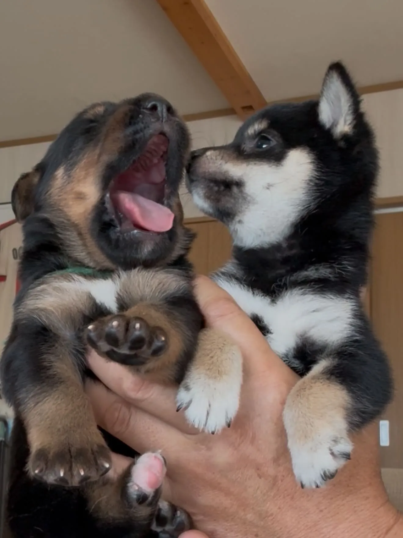 ジャーマンシェパードと豆しば🐶