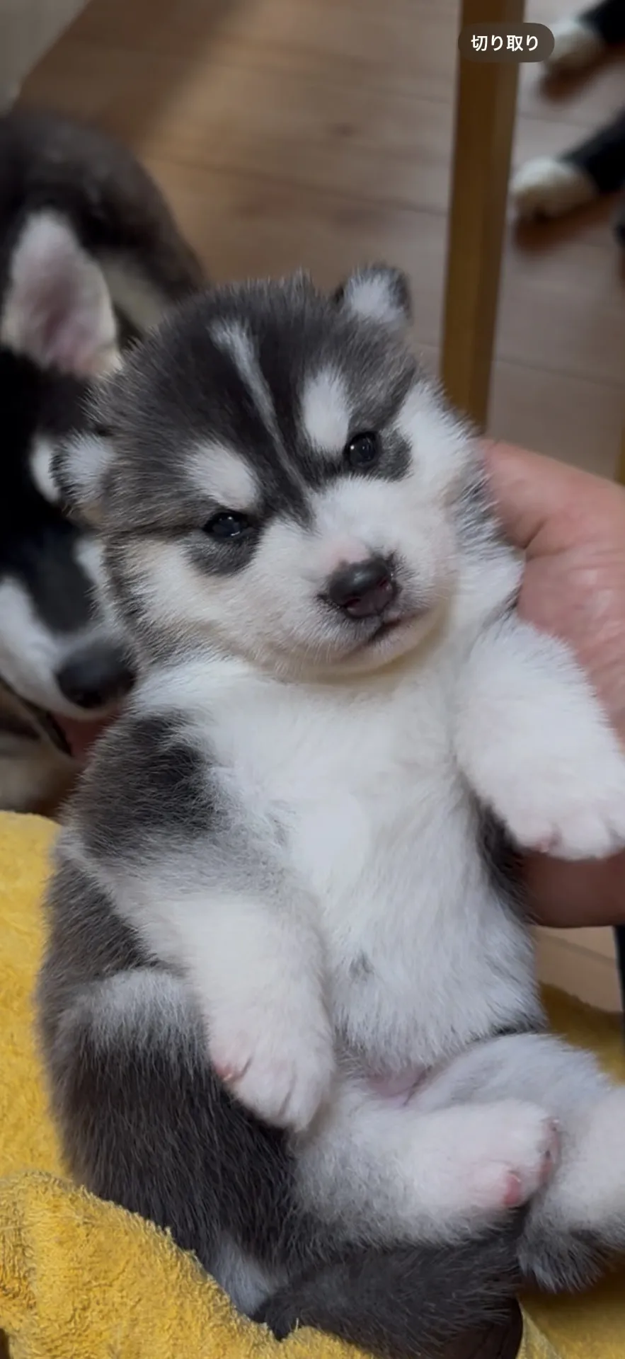 ご家族が決まりました。青森県お客様ありがとうございました。