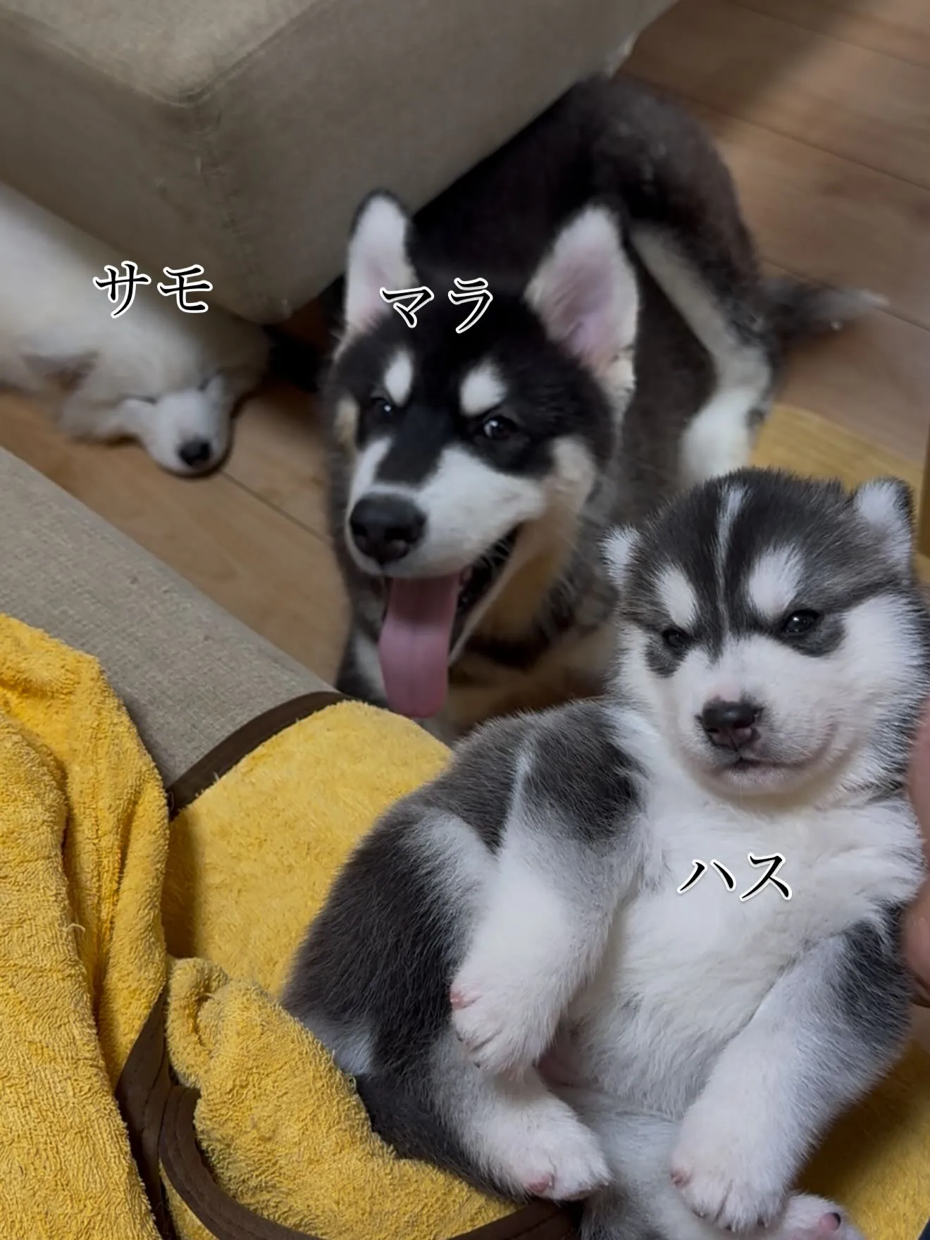 午前のひととき🐶
